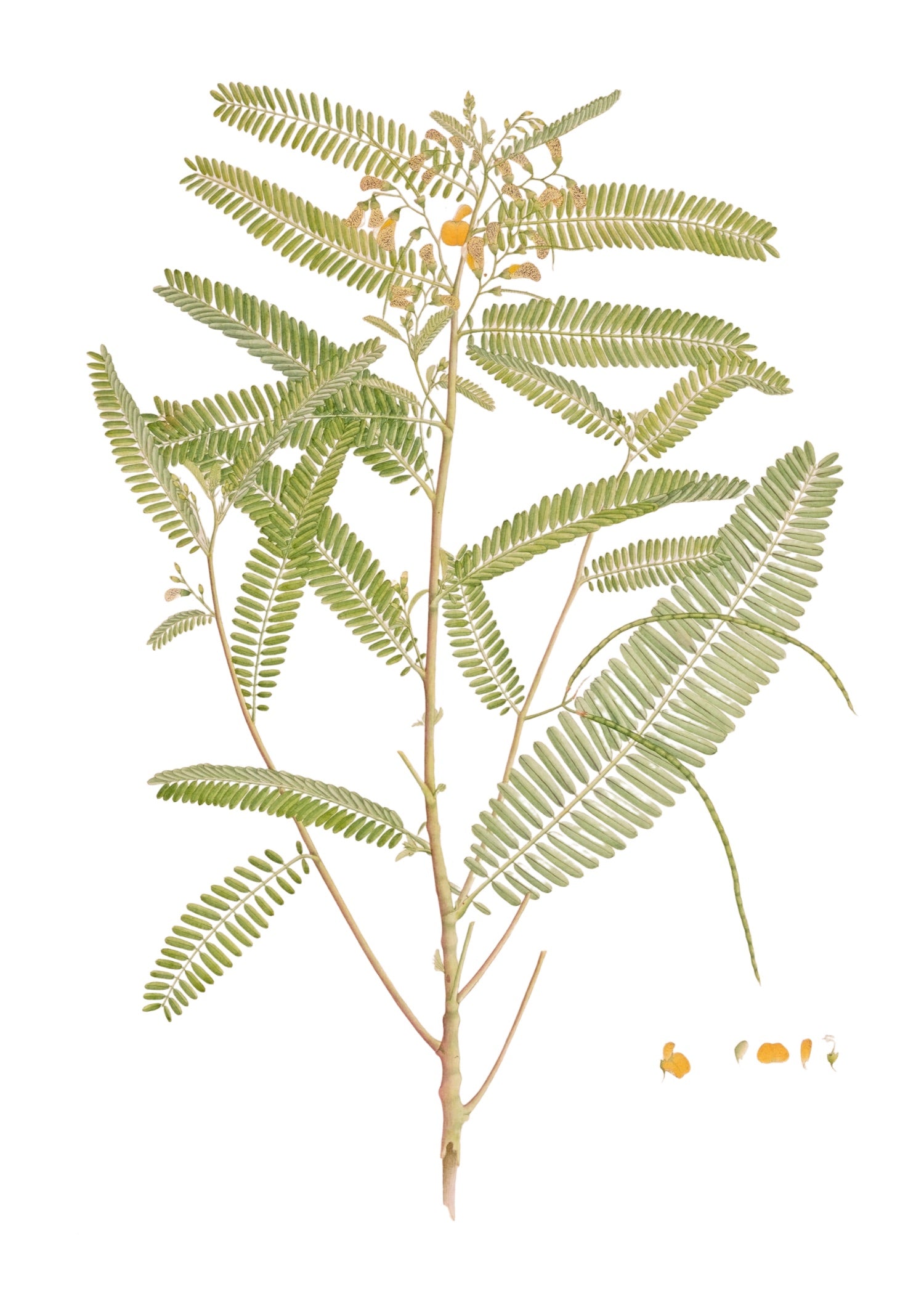 RAJ BOTANICAL 7