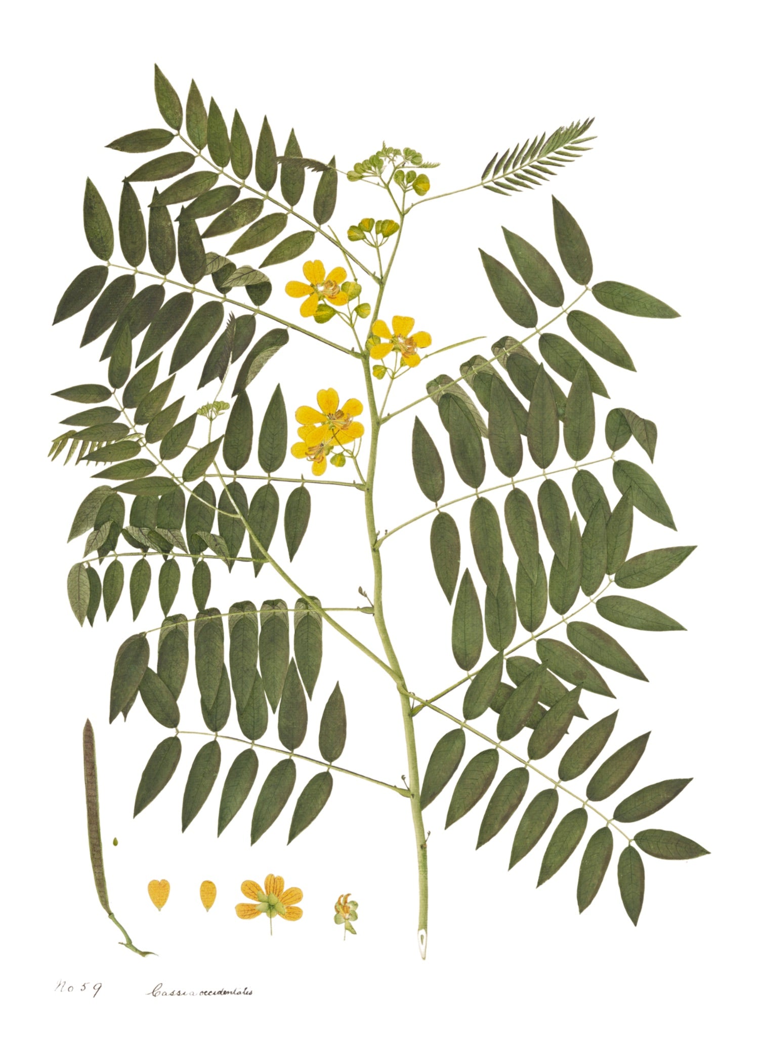 RAJ BOTANICAL 8