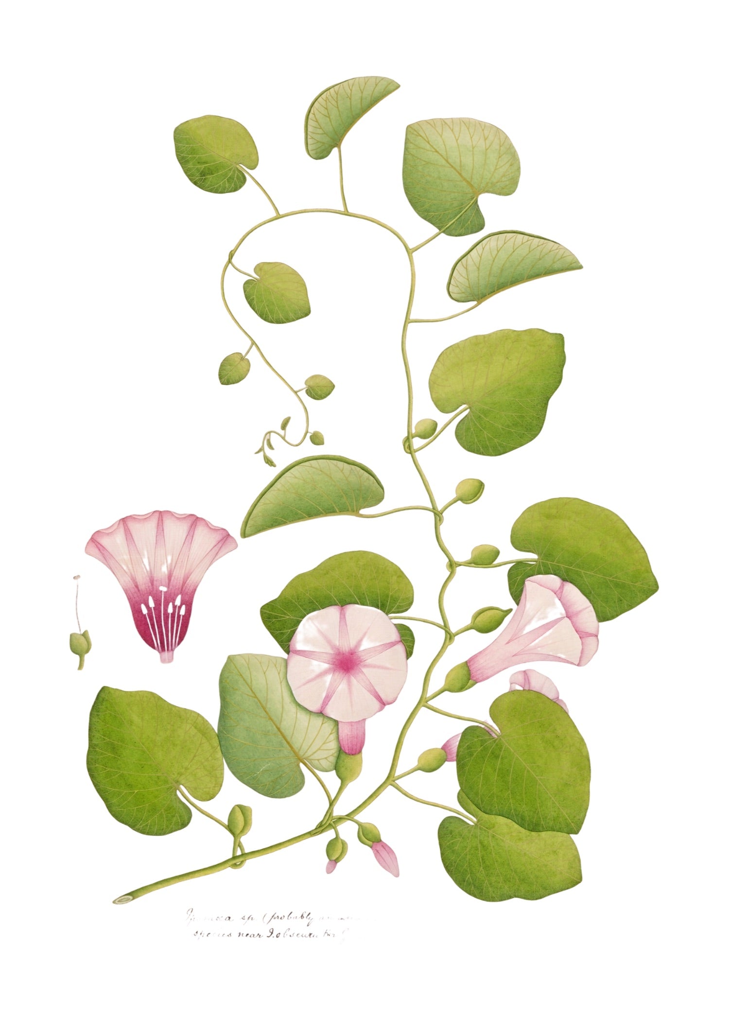 RAJ BOTANICAL 9