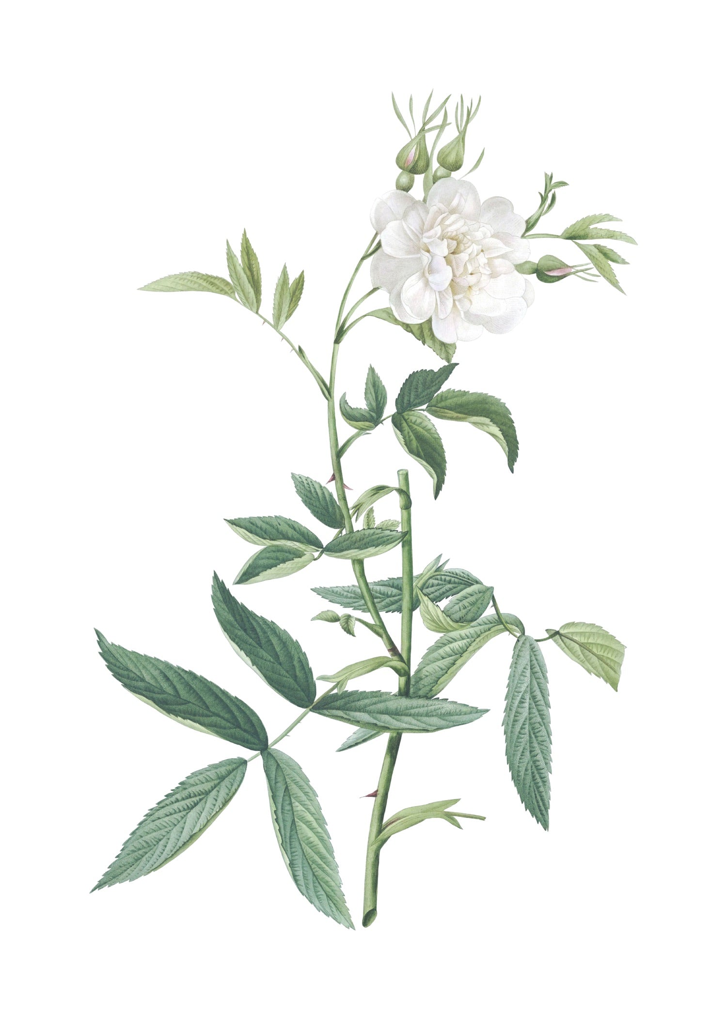 ROSE 1
