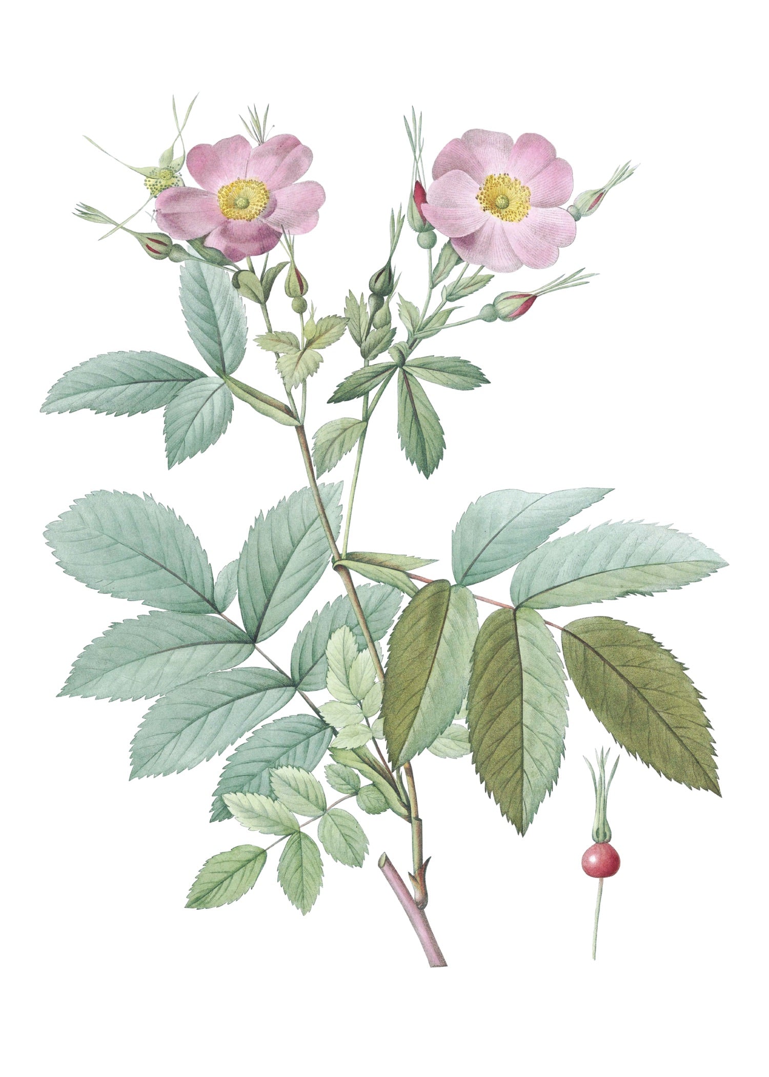 ROSE 11