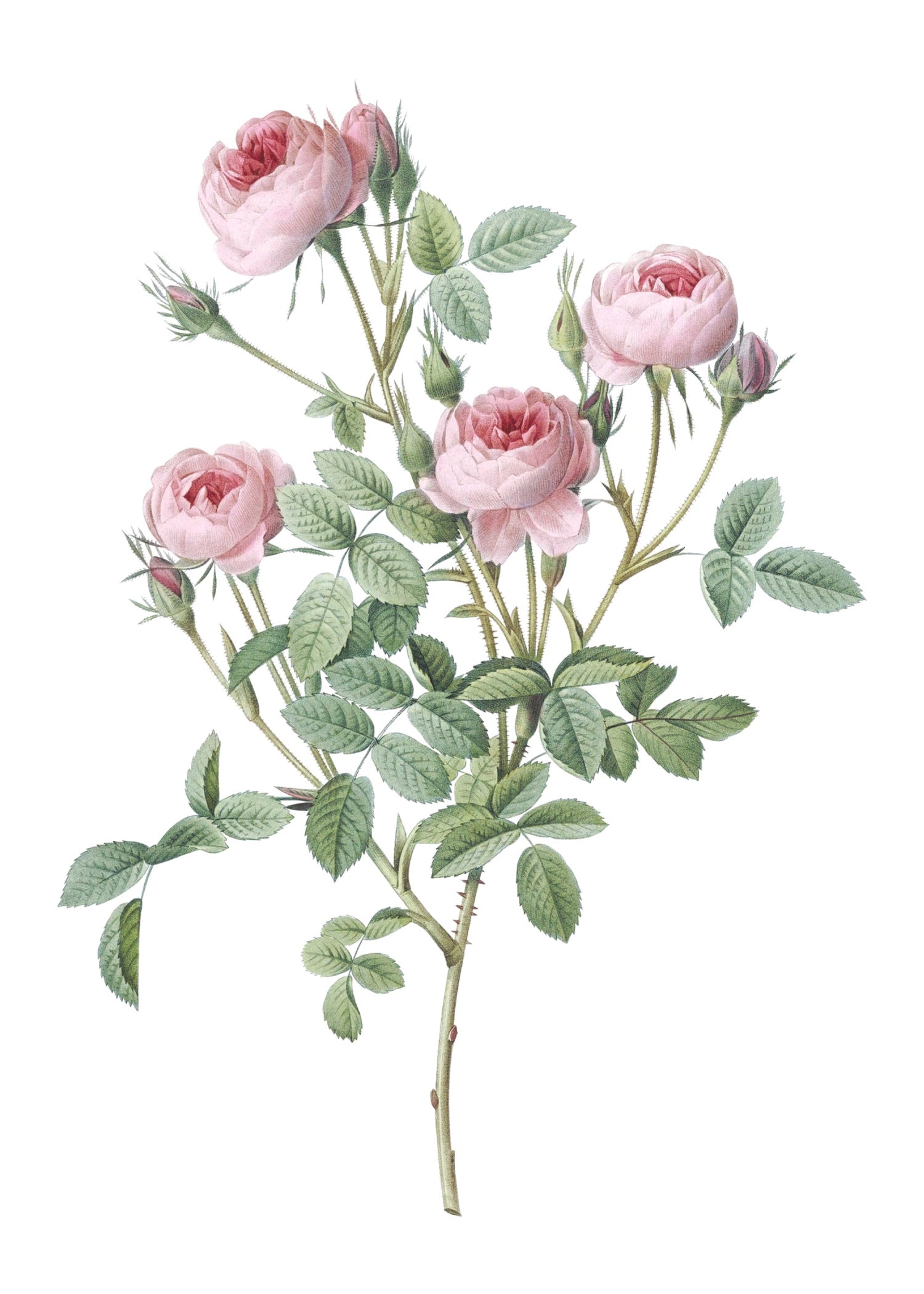 ROSE 13