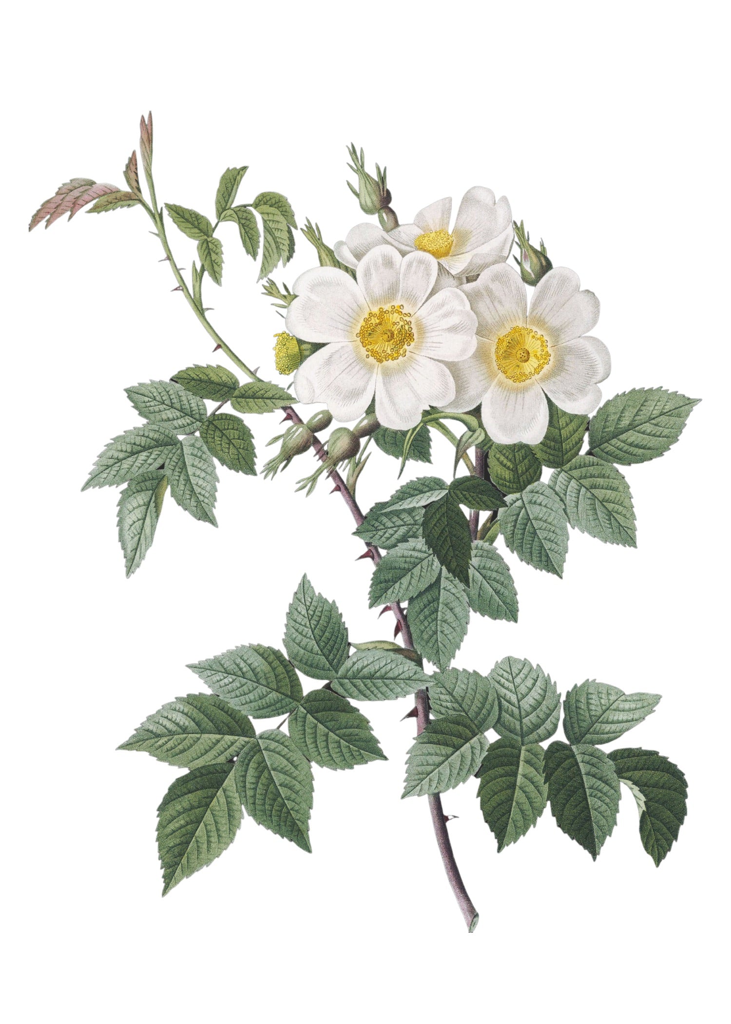 ROSE 16