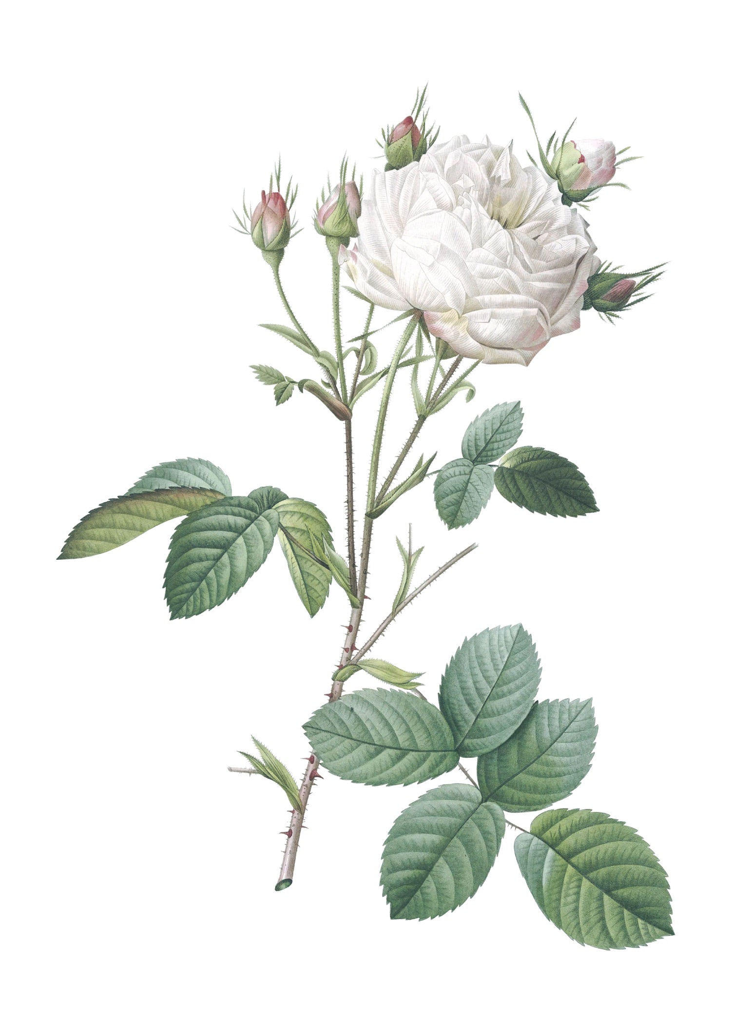 ROSE 21