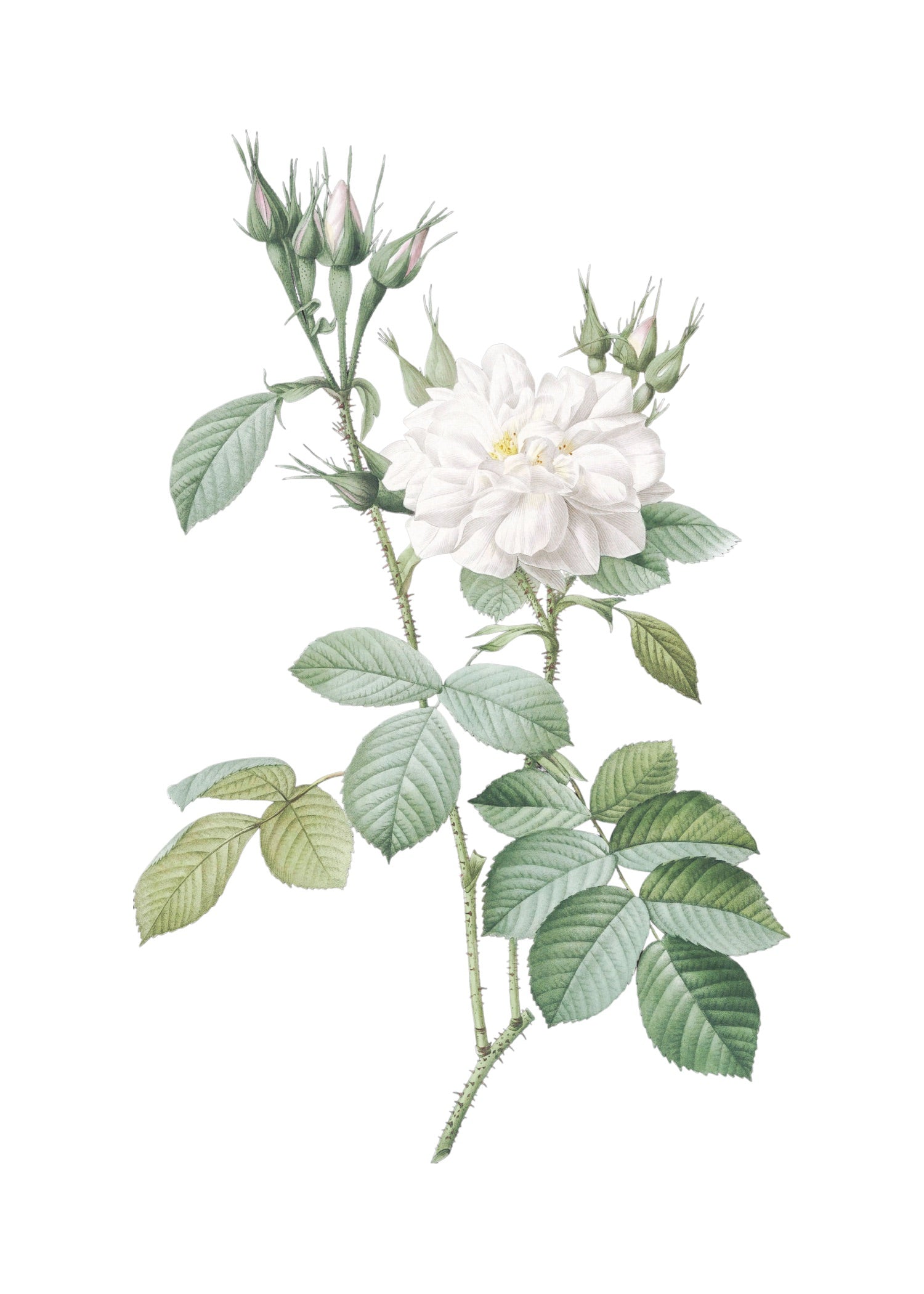 ROSE 25
