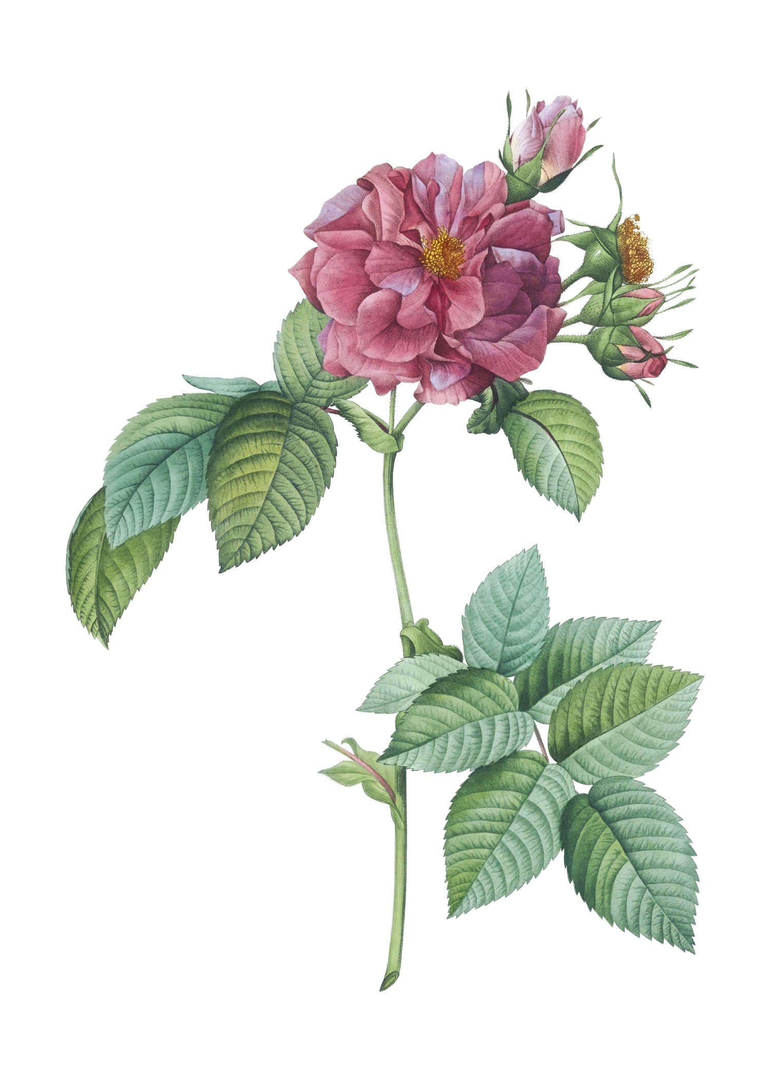 ROSE 29