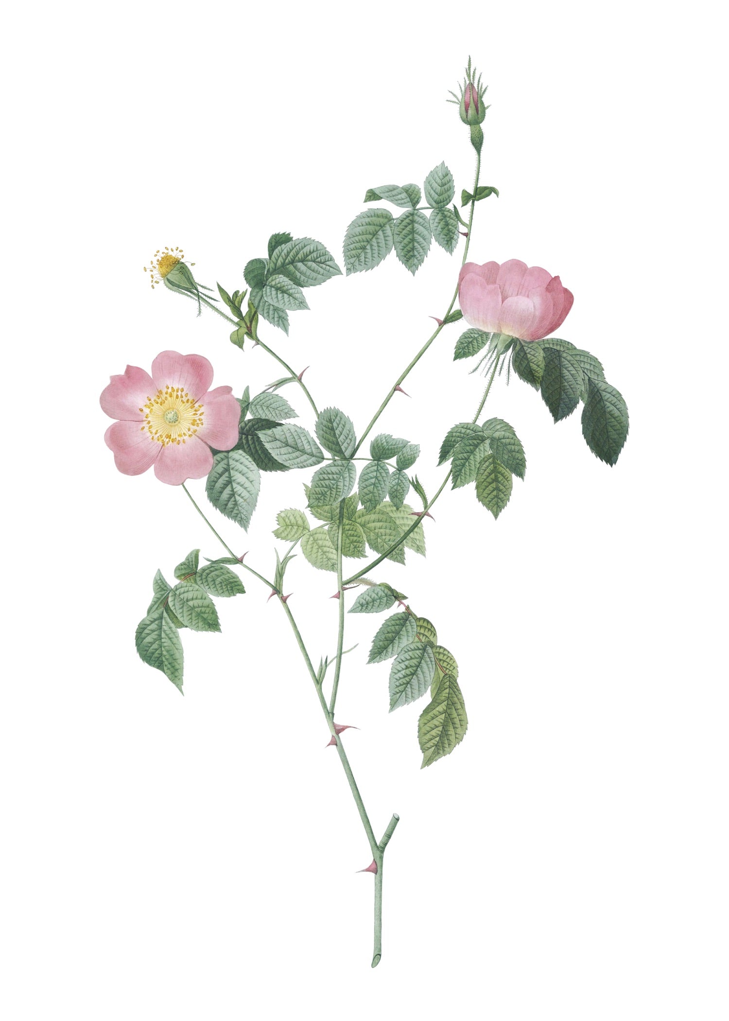 ROSE 31