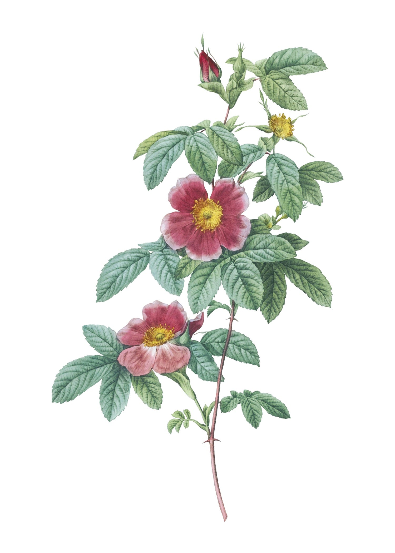 ROSE 32
