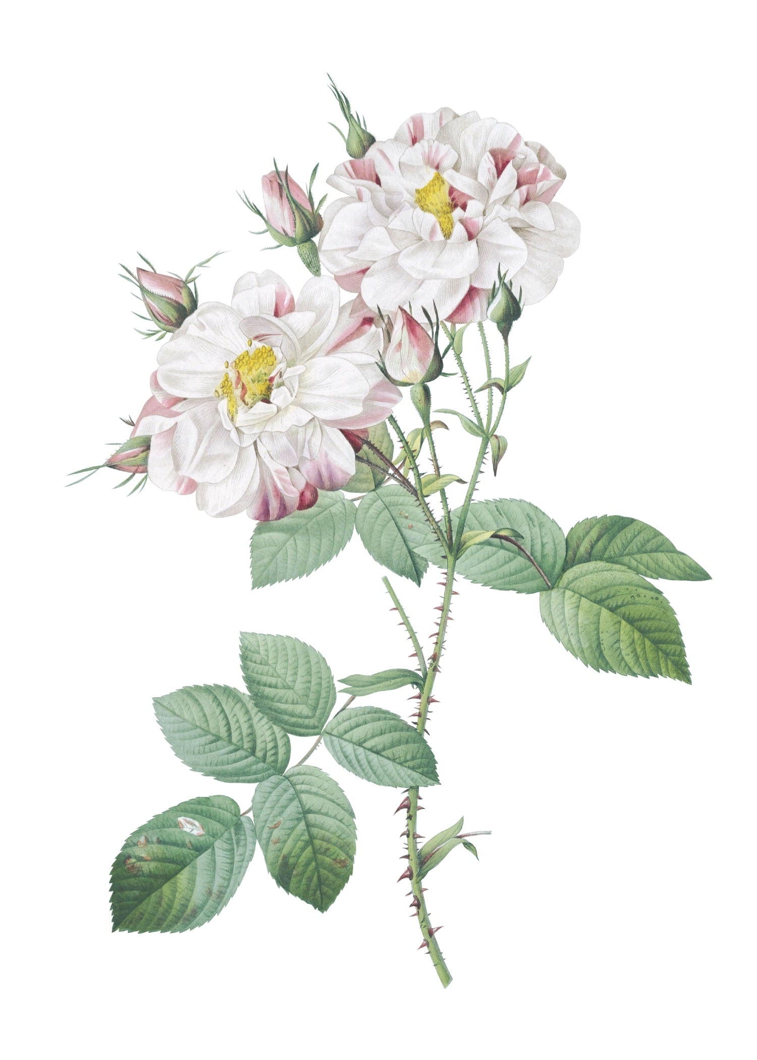 ROSE 33