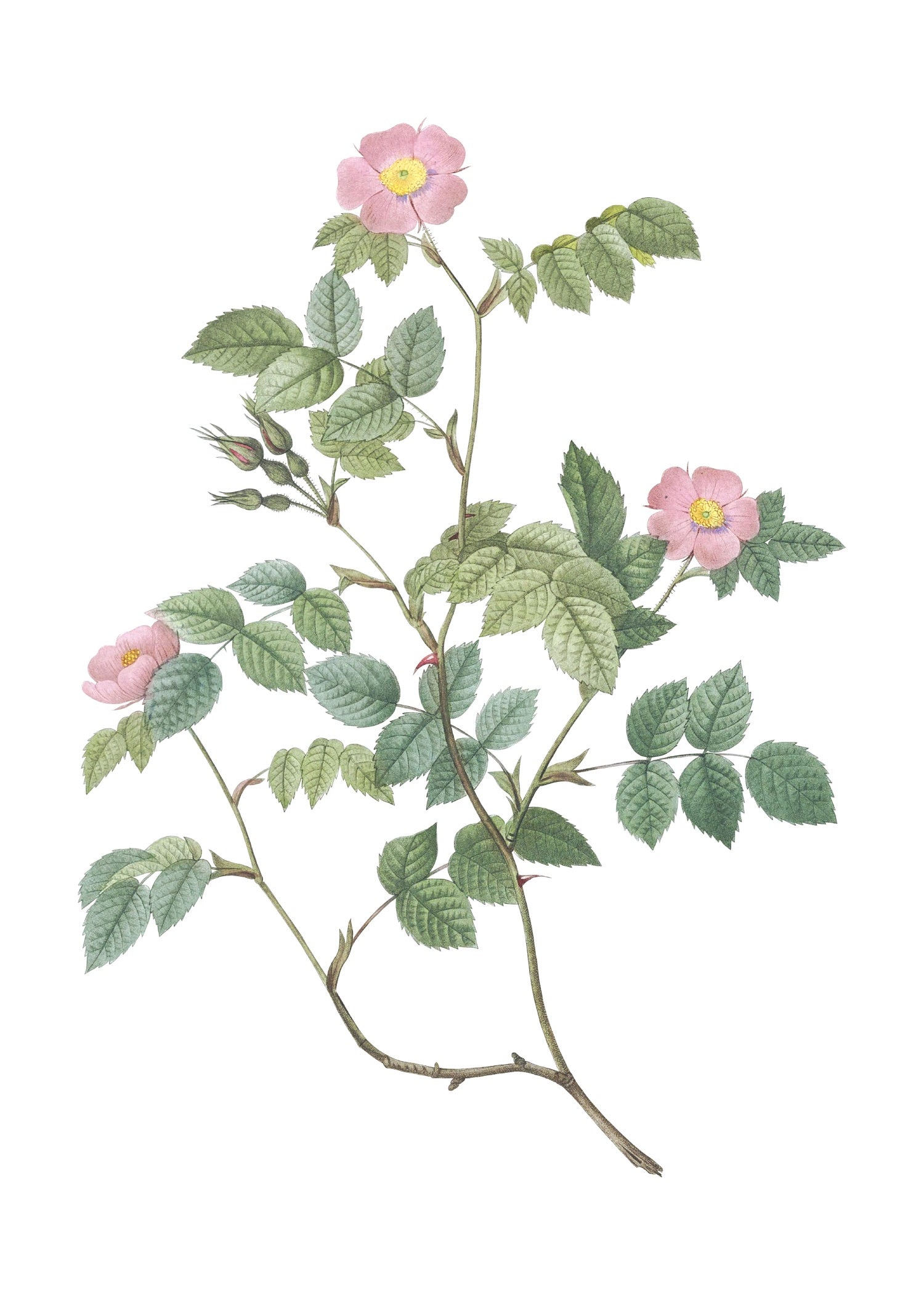 ROSE 38
