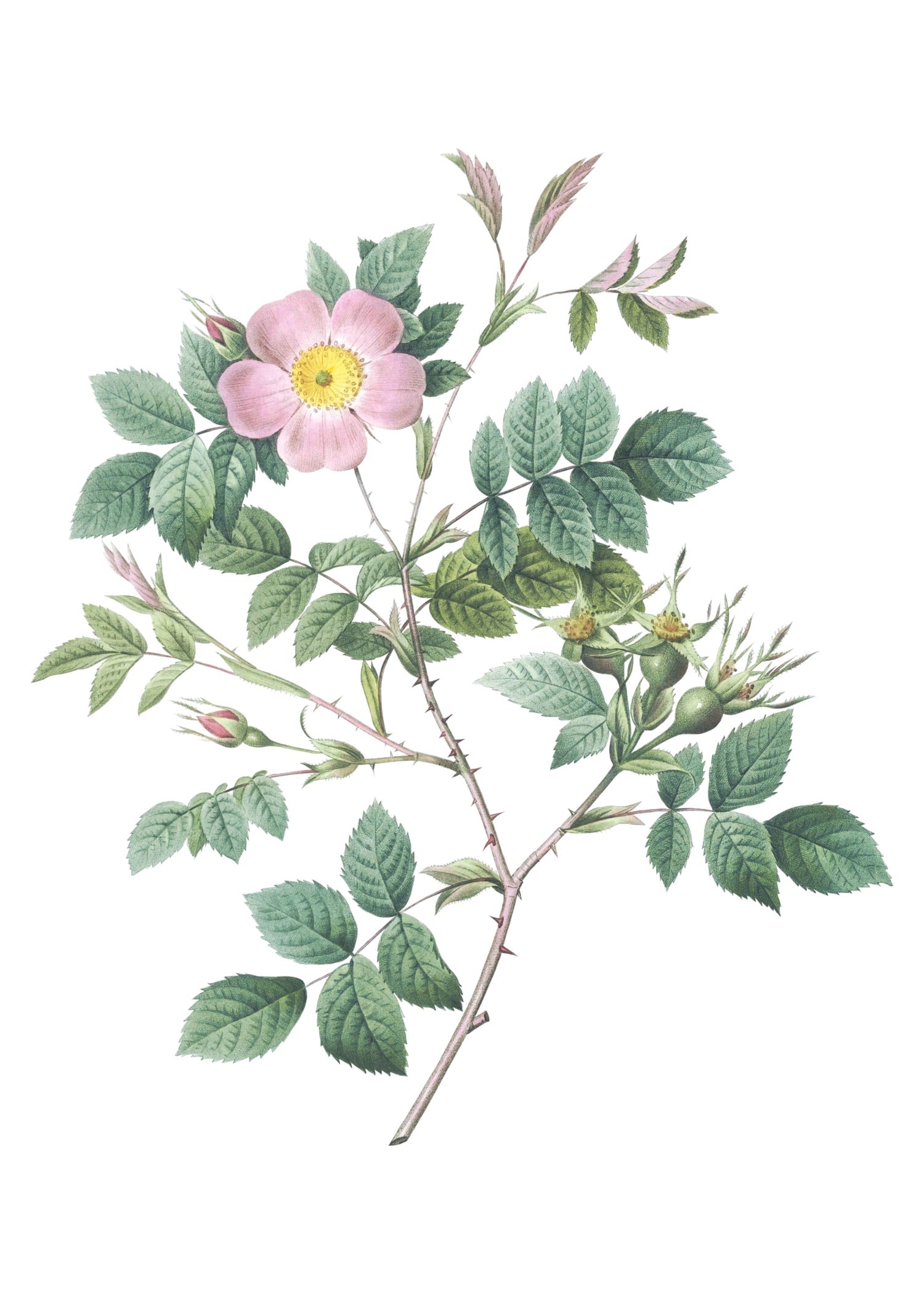 ROSE 39