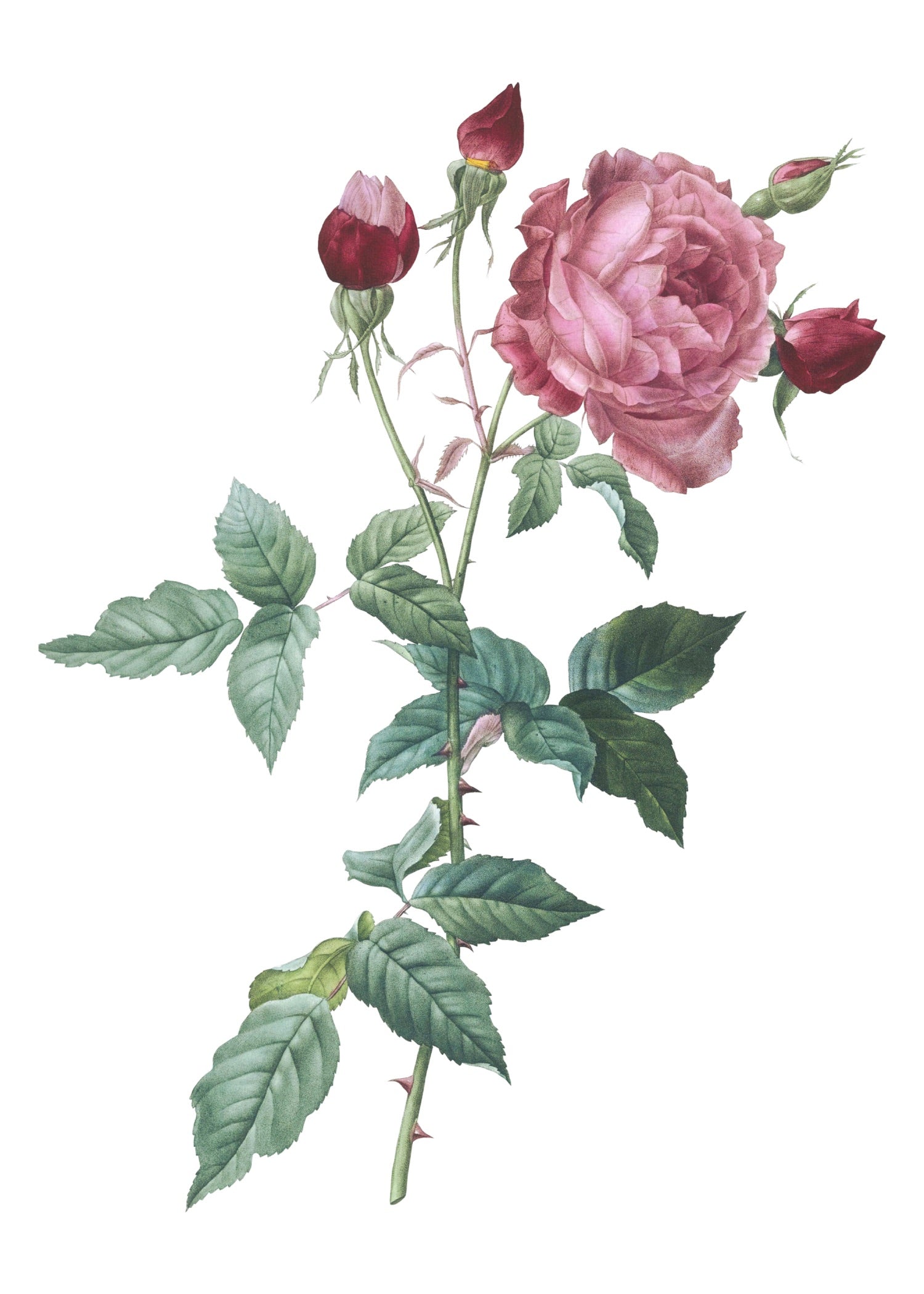 ROSE 40