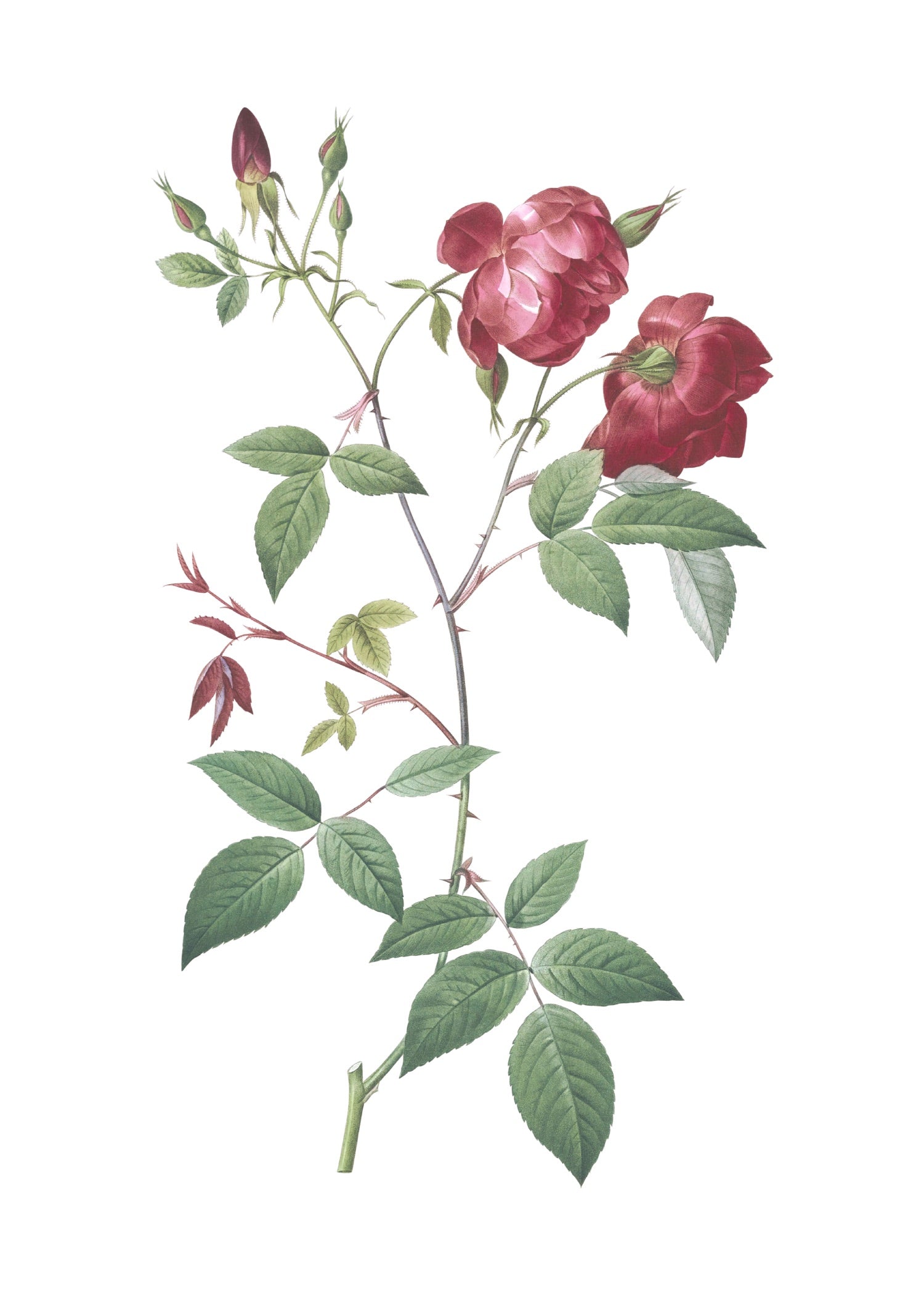 ROSE 41