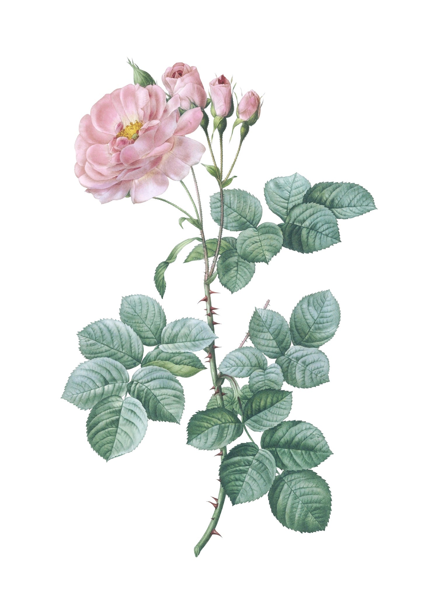 ROSE 43