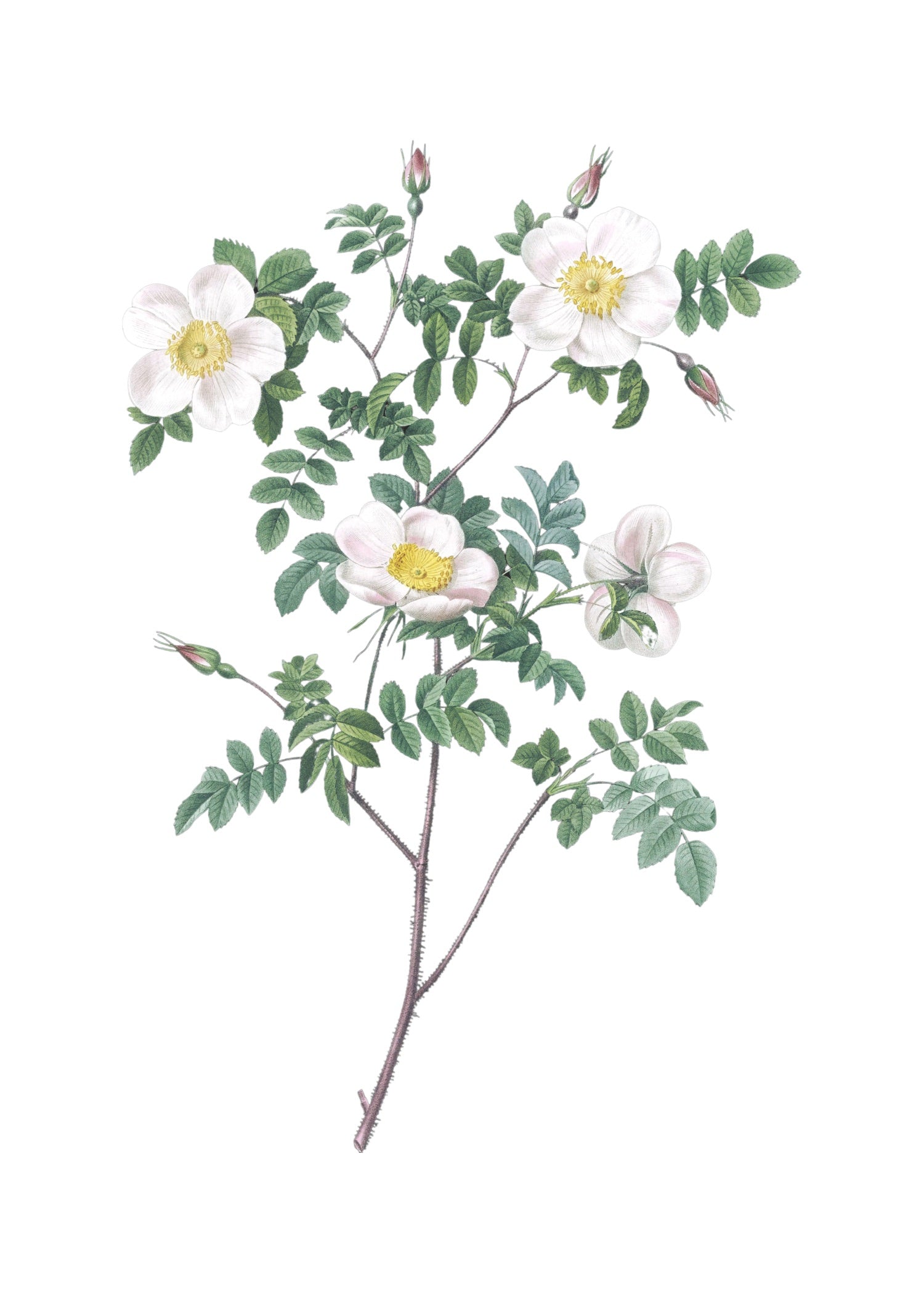 ROSE 45