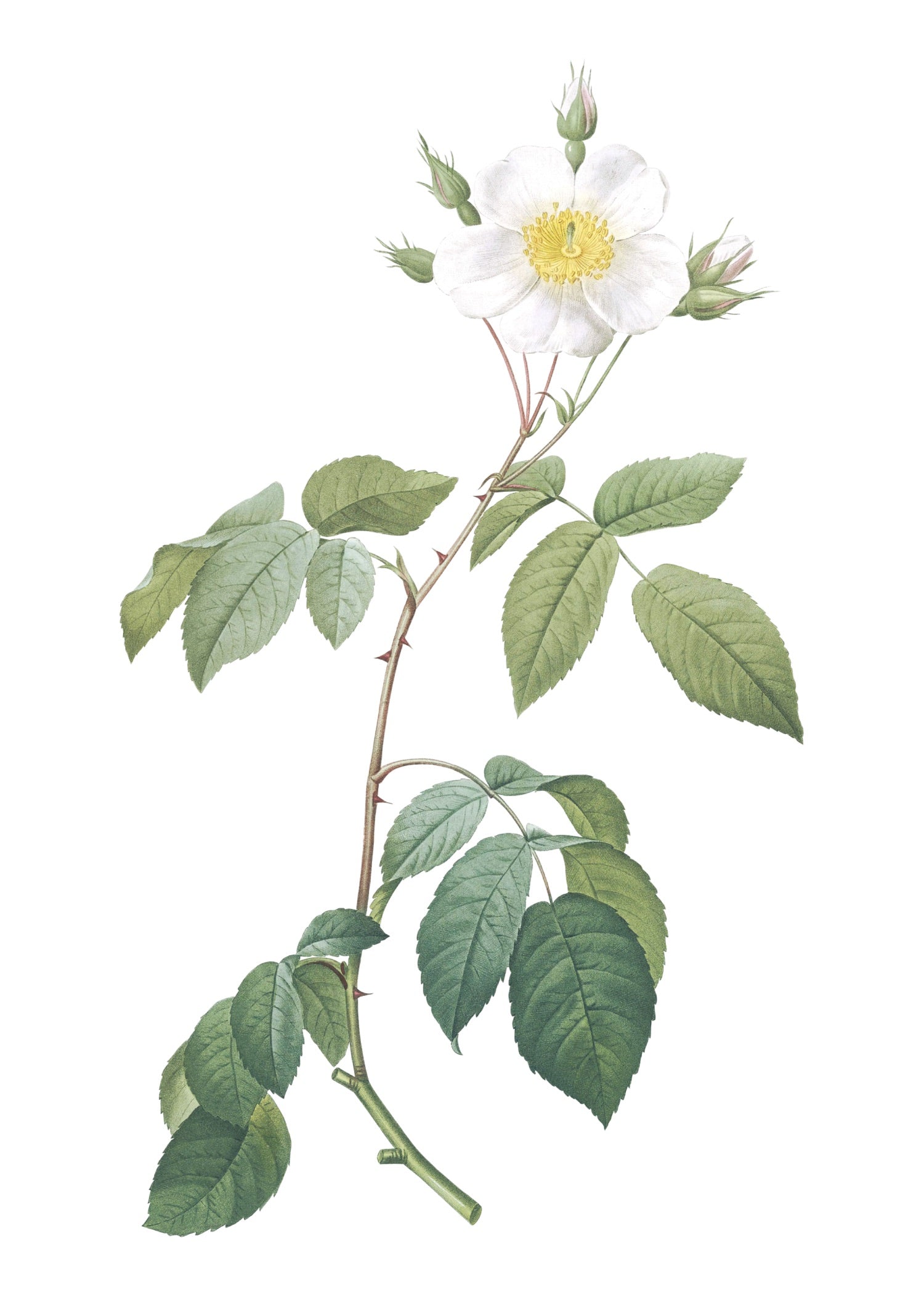 ROSE 47