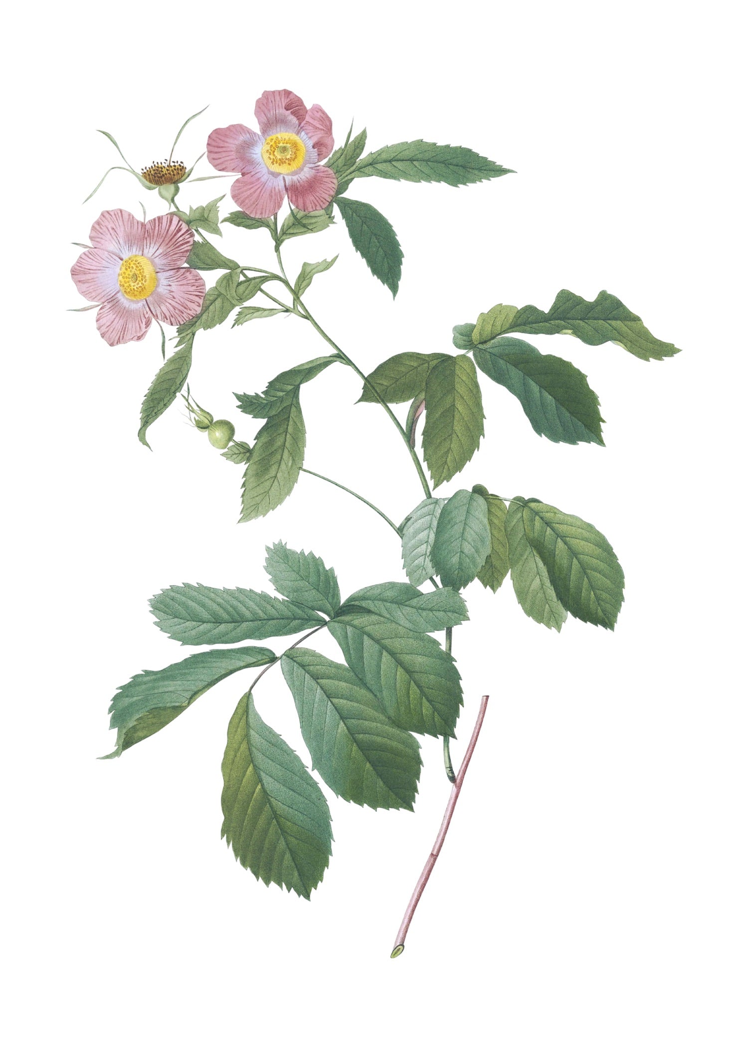 ROSE 49