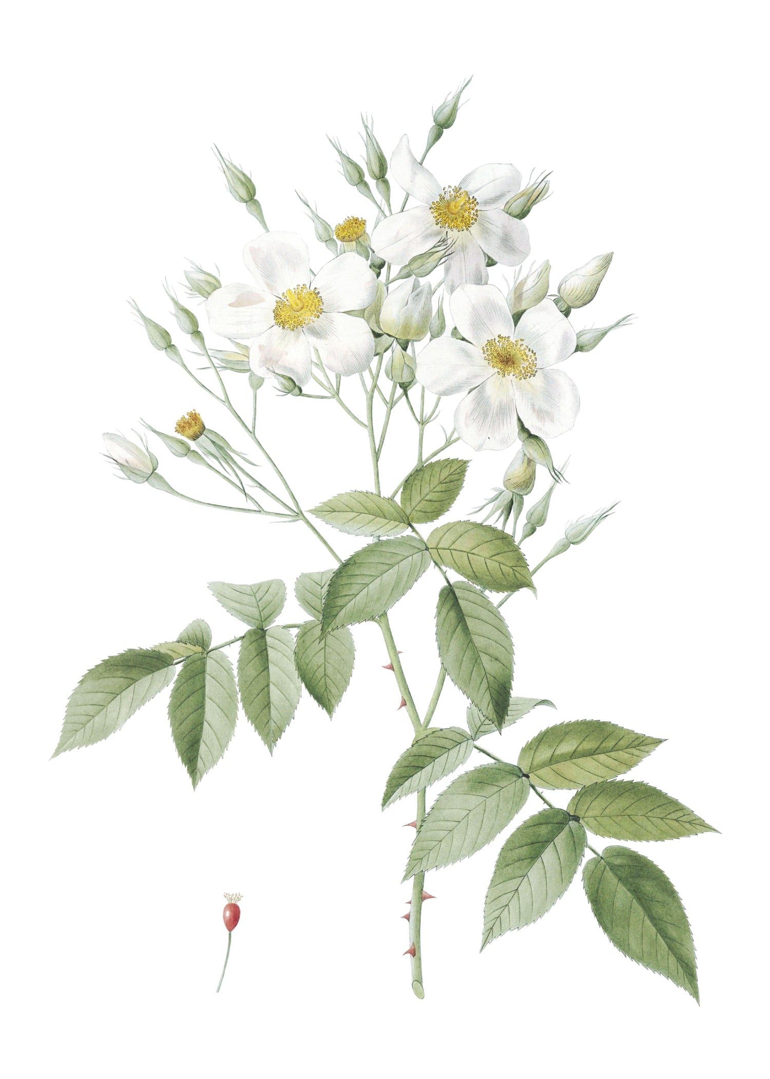 ROSE 5