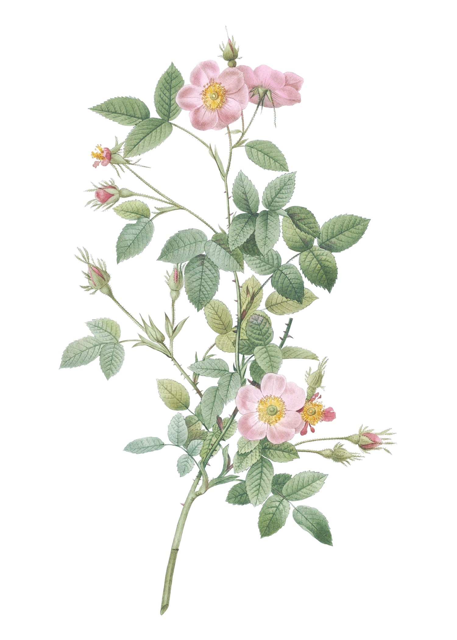 ROSE 50