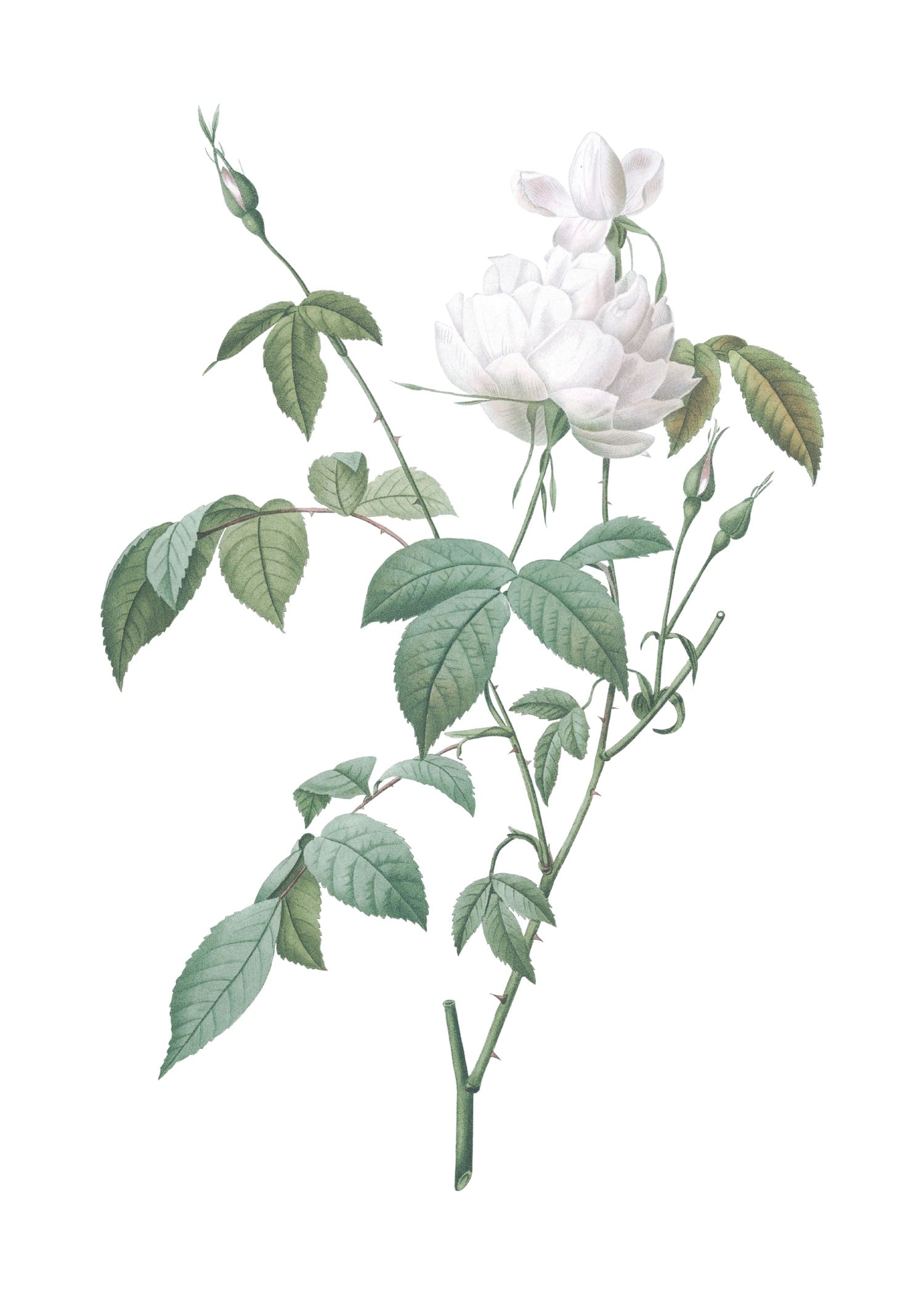 ROSE 55