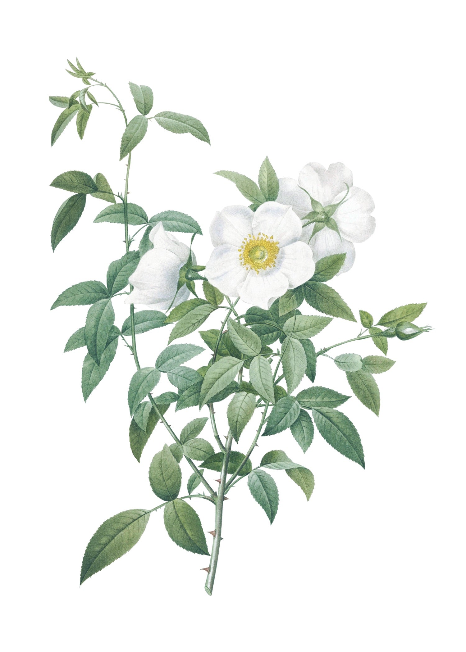 ROSE 56