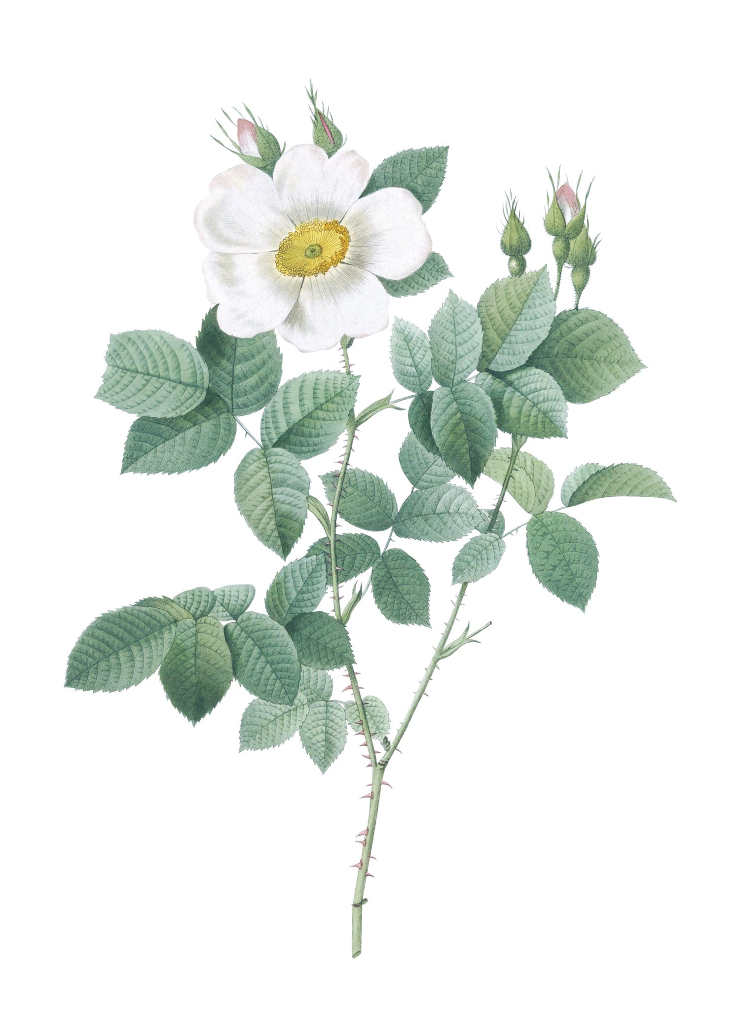 ROSE 57