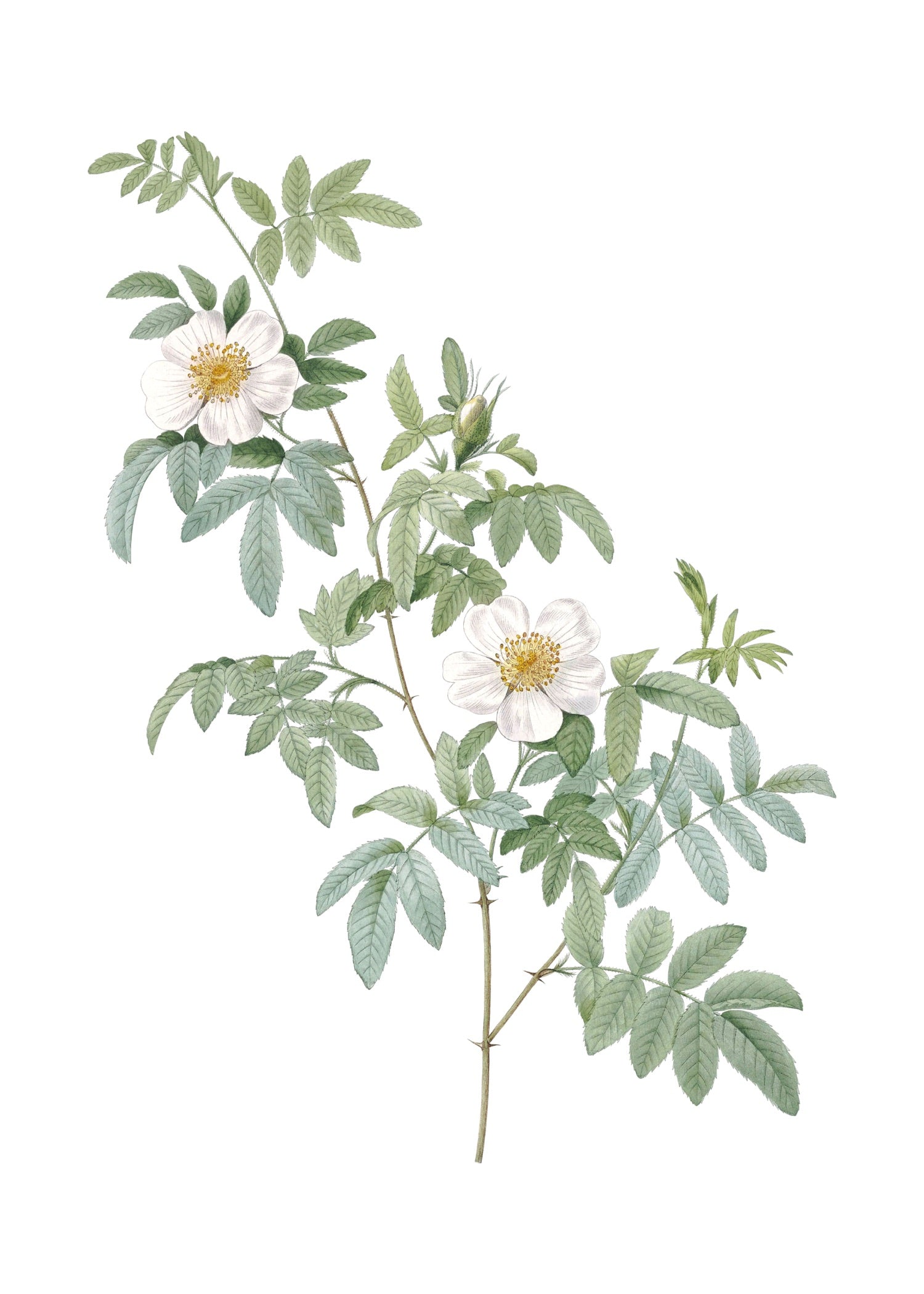 ROSE 6