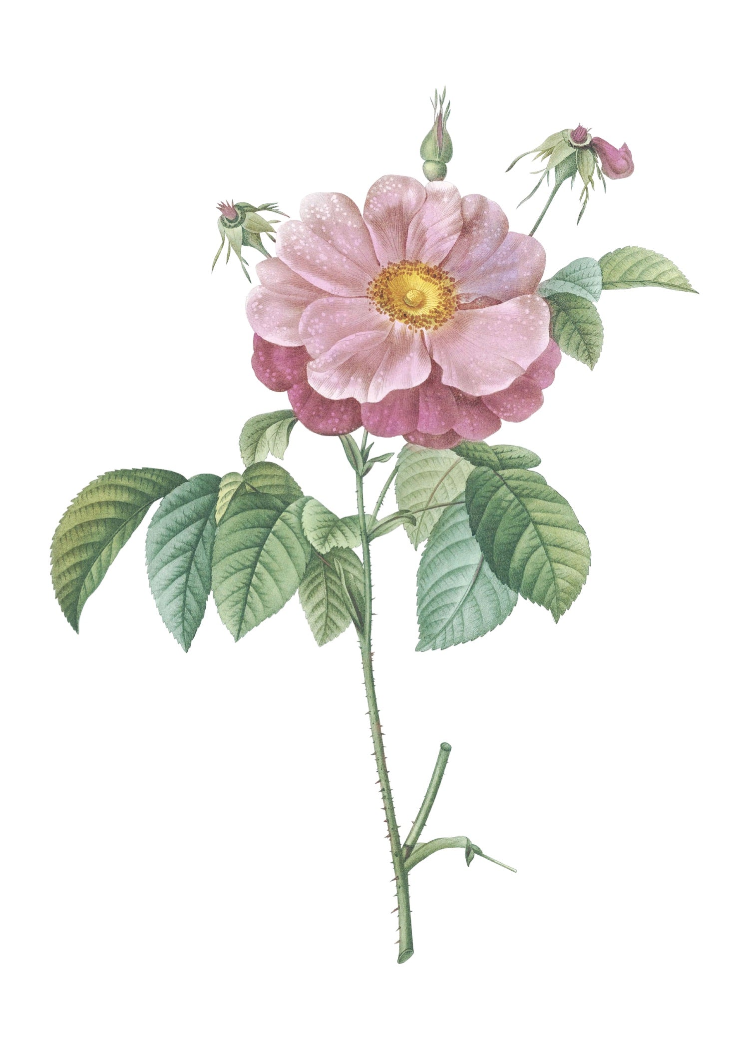 ROSE 61