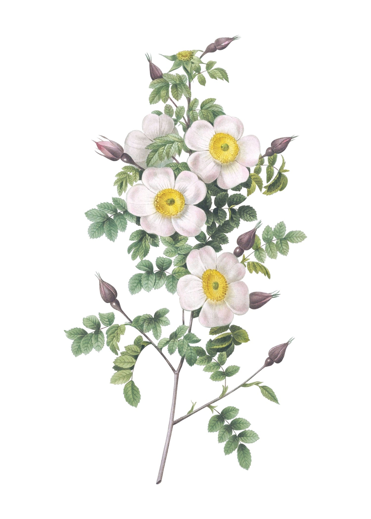 ROSE 63