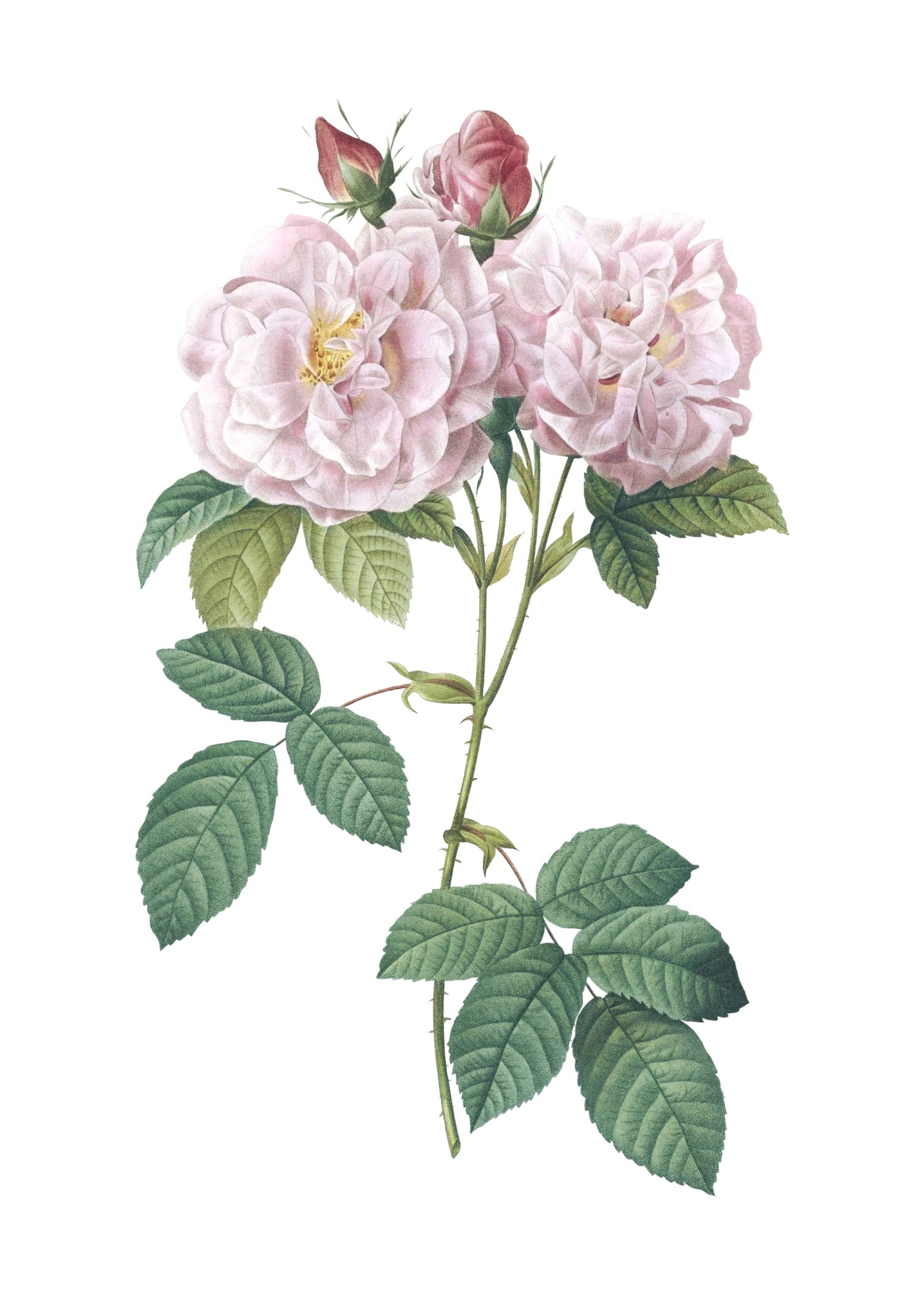 ROSE 64