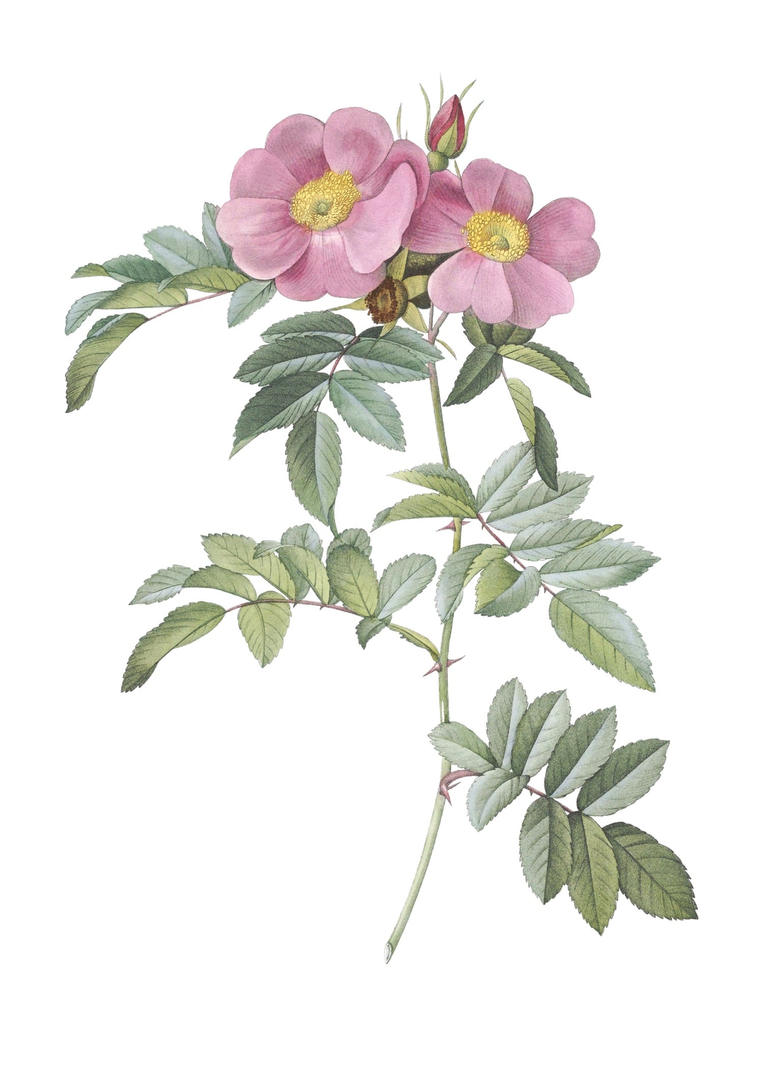 ROSE 7