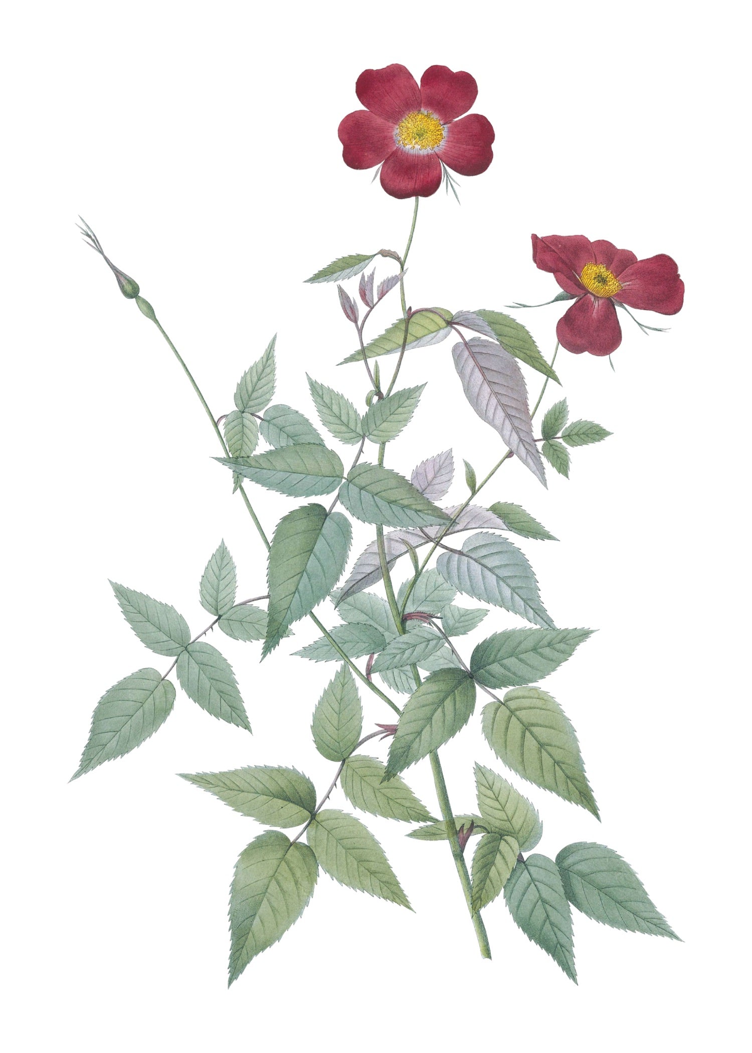 ROSE 8