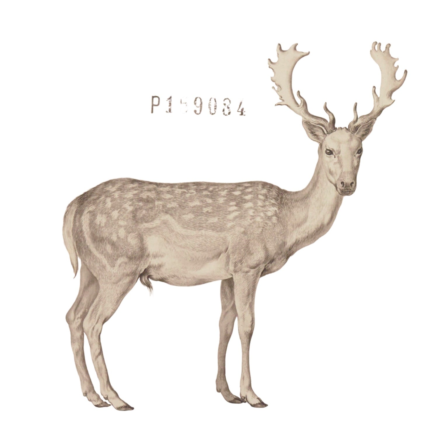 Jacques de Sève ANIMALS 11
