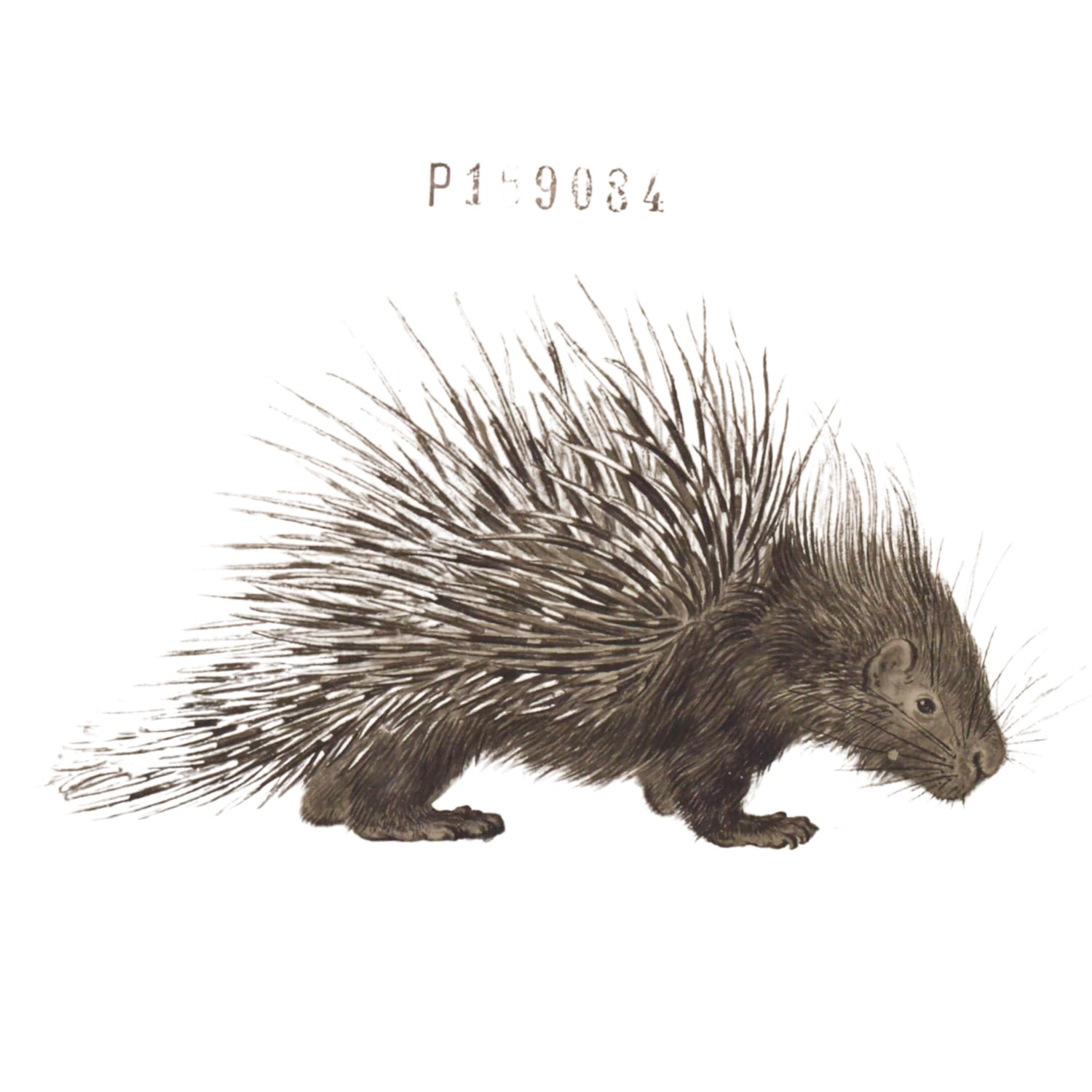 Jacques de Sève ANIMALS 12