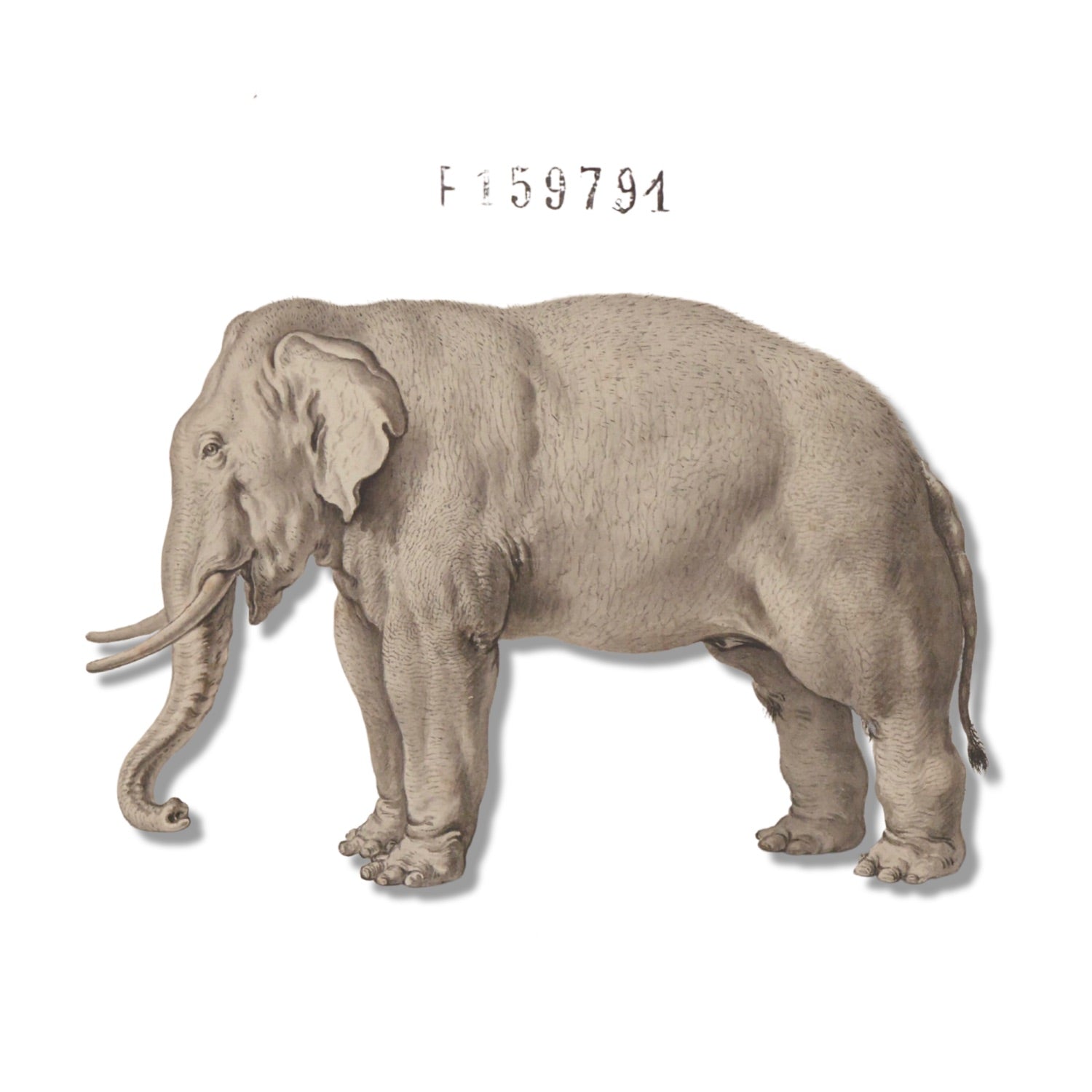Jacques de Sève ANIMALS 3