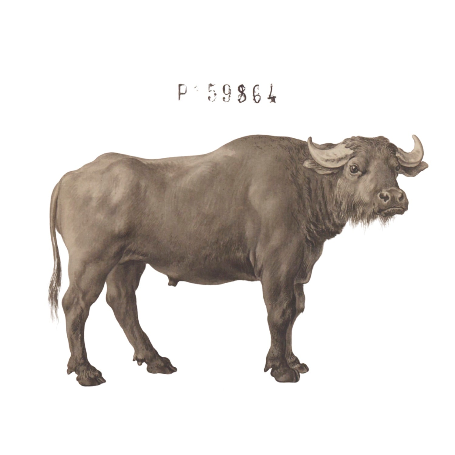 Jacques de Sève ANIMALS 8