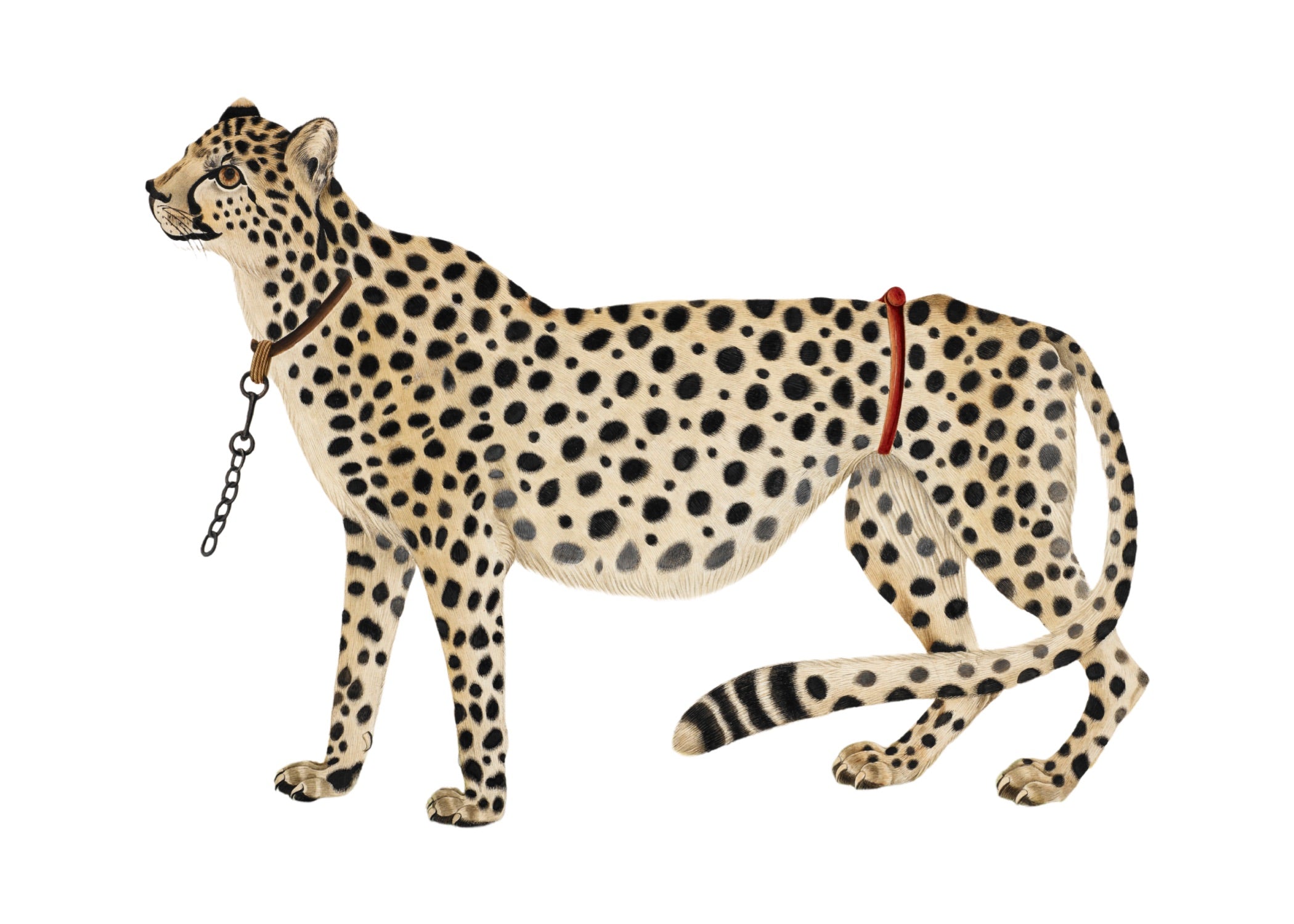 ANIMAL 1