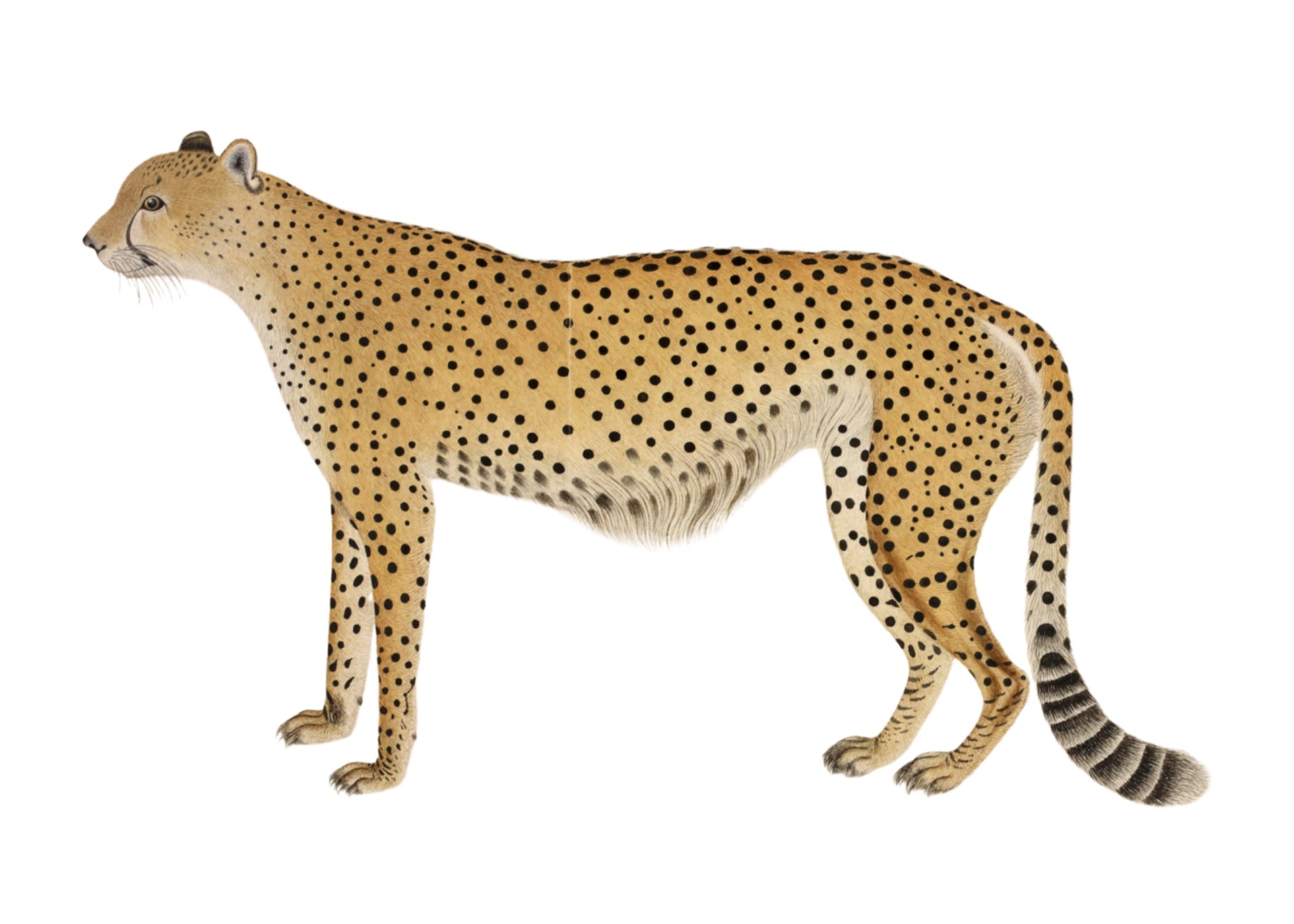 ANIMAL 2