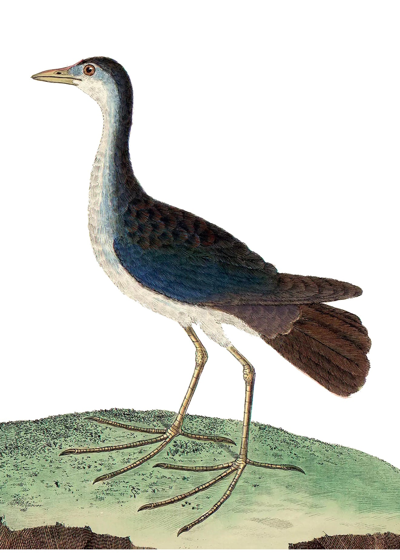 AQUATIC BIRD 12