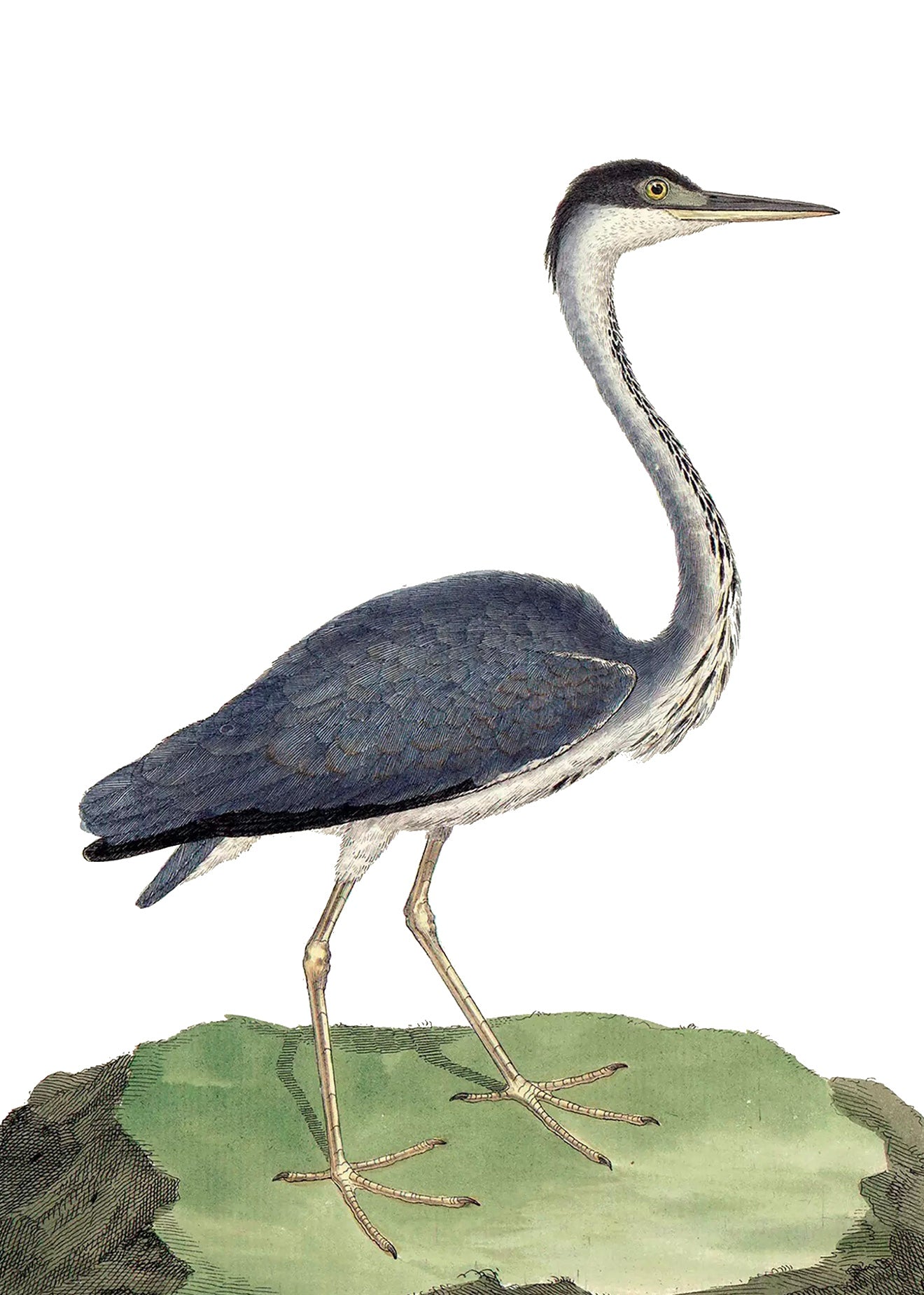 AQUATIC BIRD 13