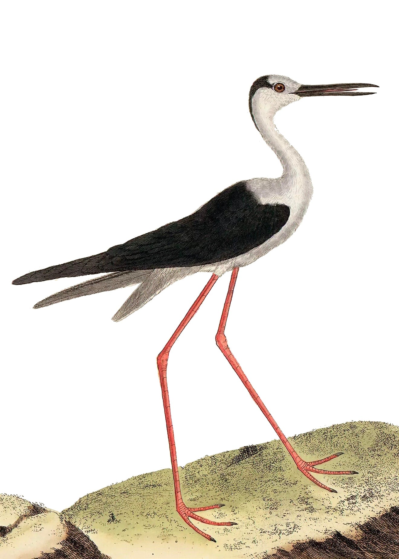 AQUATIC BIRD 14