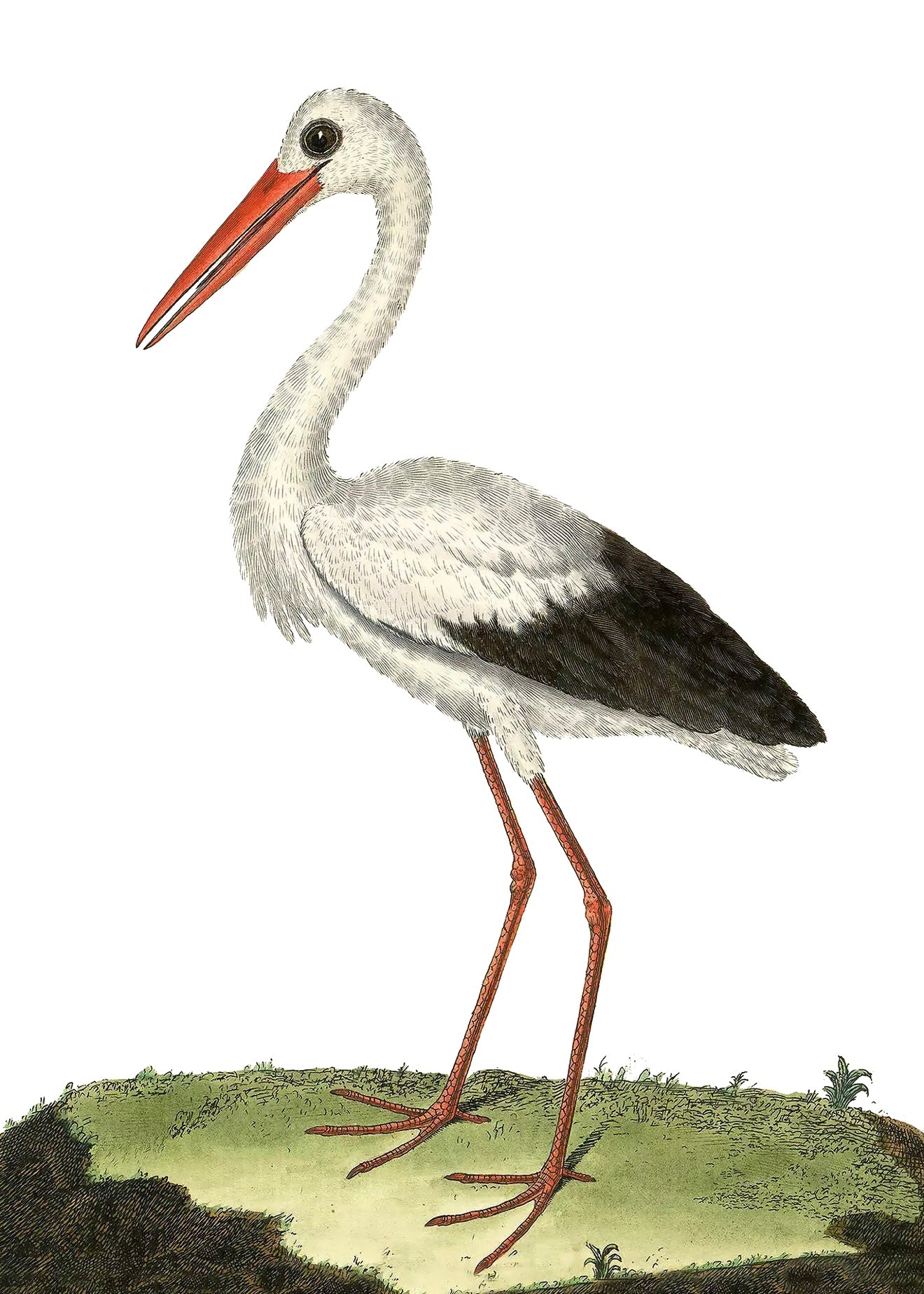 AQUATIC BIRD 15