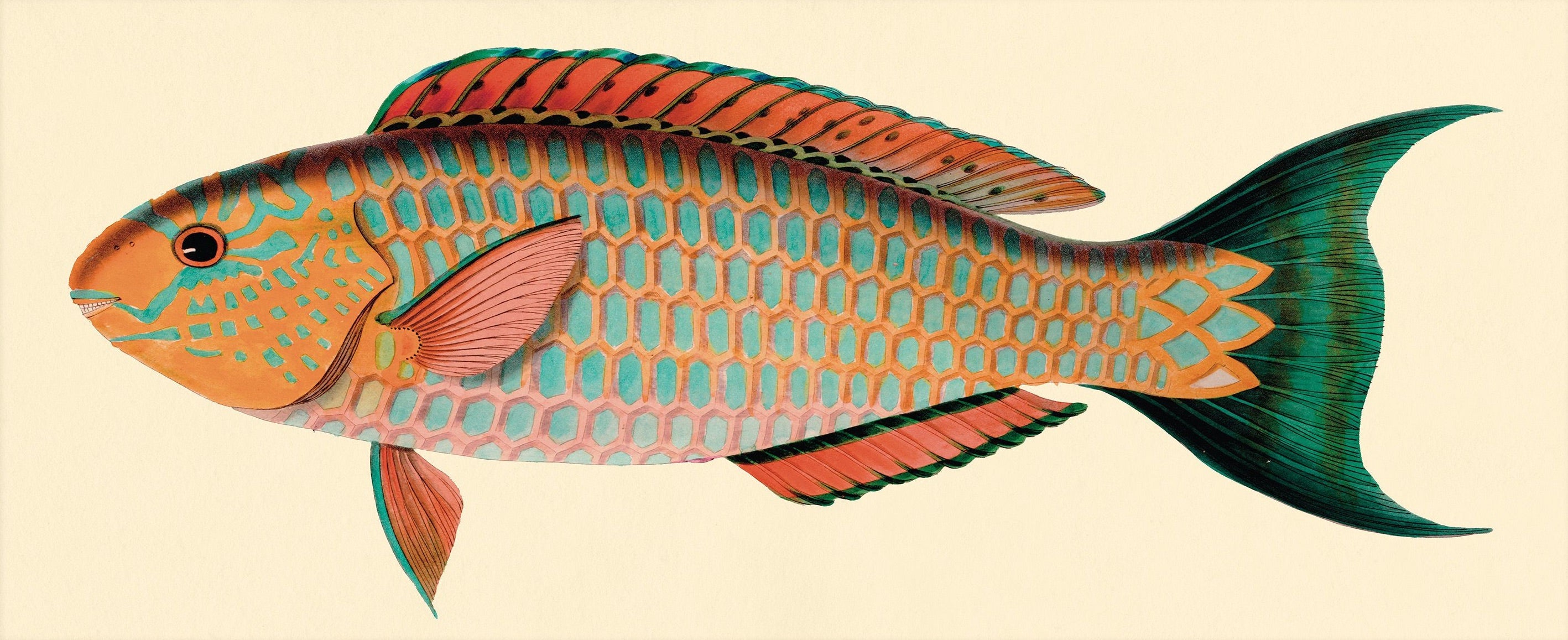 BENNETT FISH COLLECTION 11