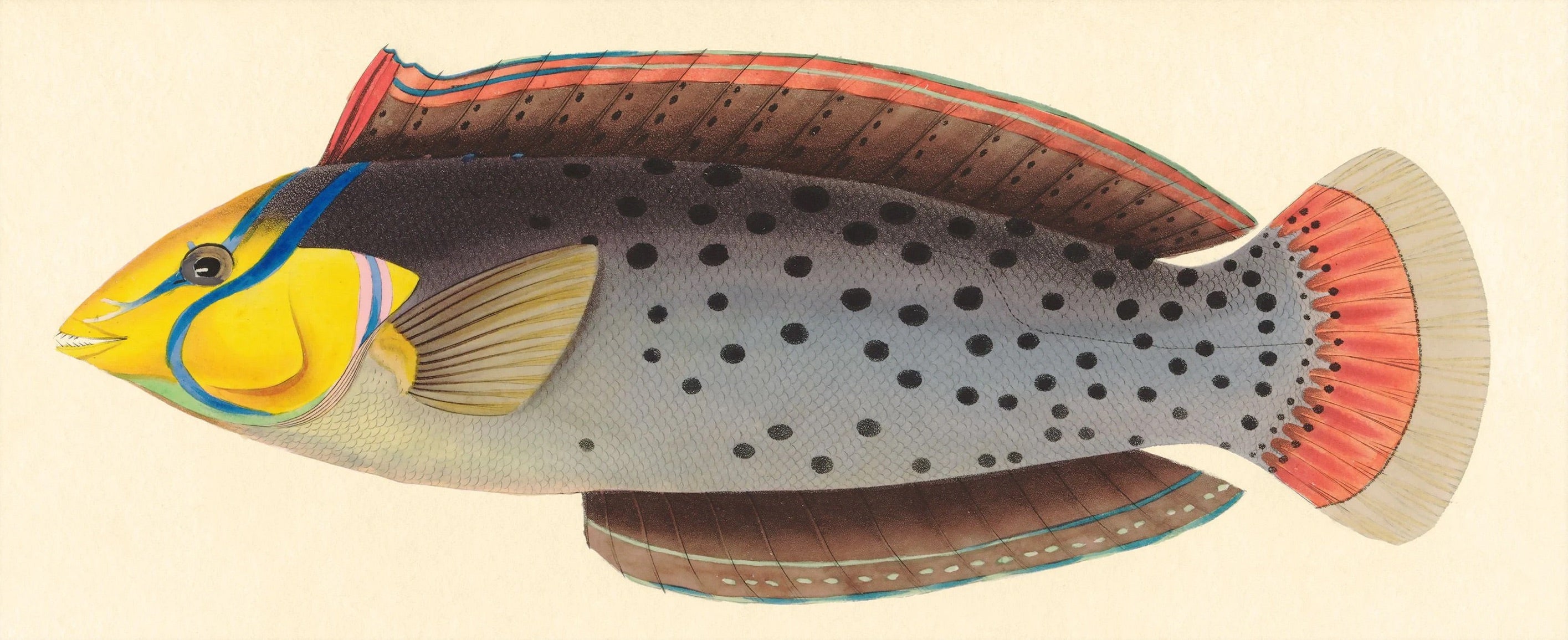 BENNETT FISH COLLECTION 14