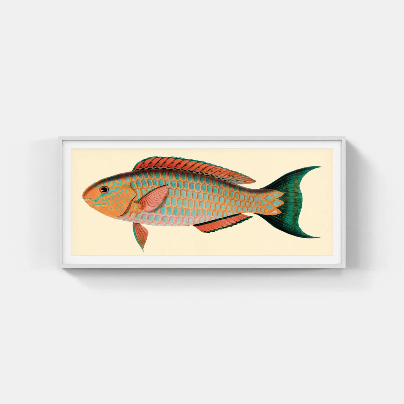 BENNETT FISH SERIES 1