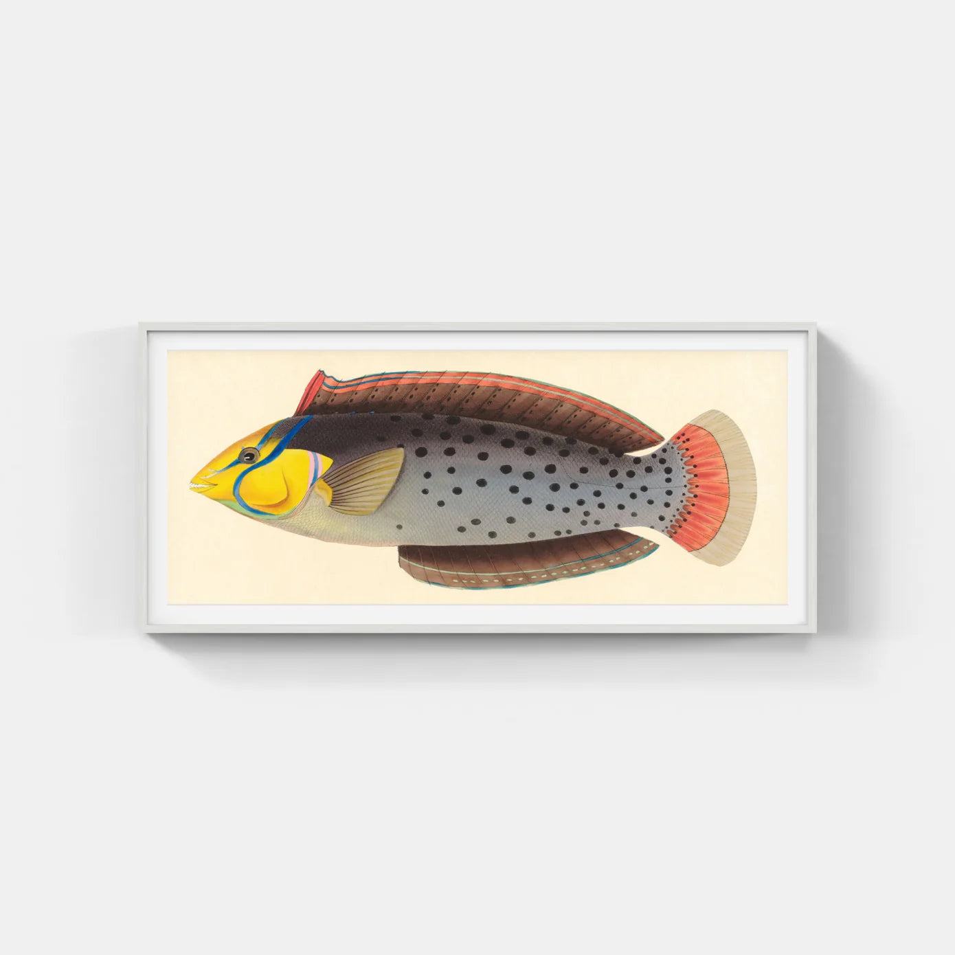 BENNETT FISH SERIES 4
