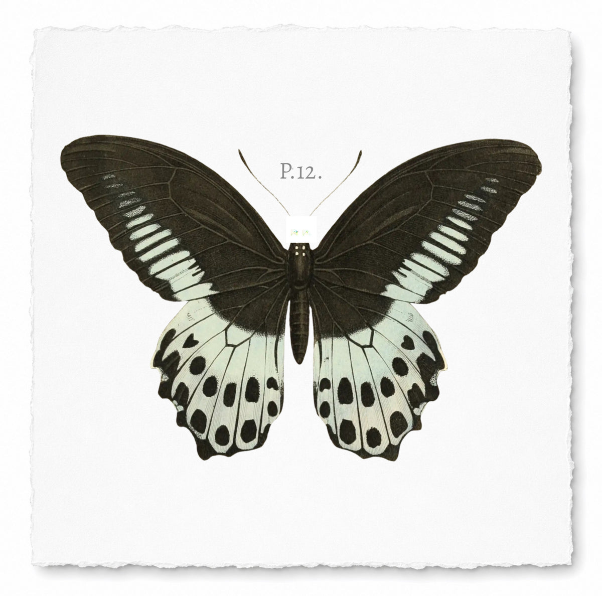 BUTTERFLY SERIES 10