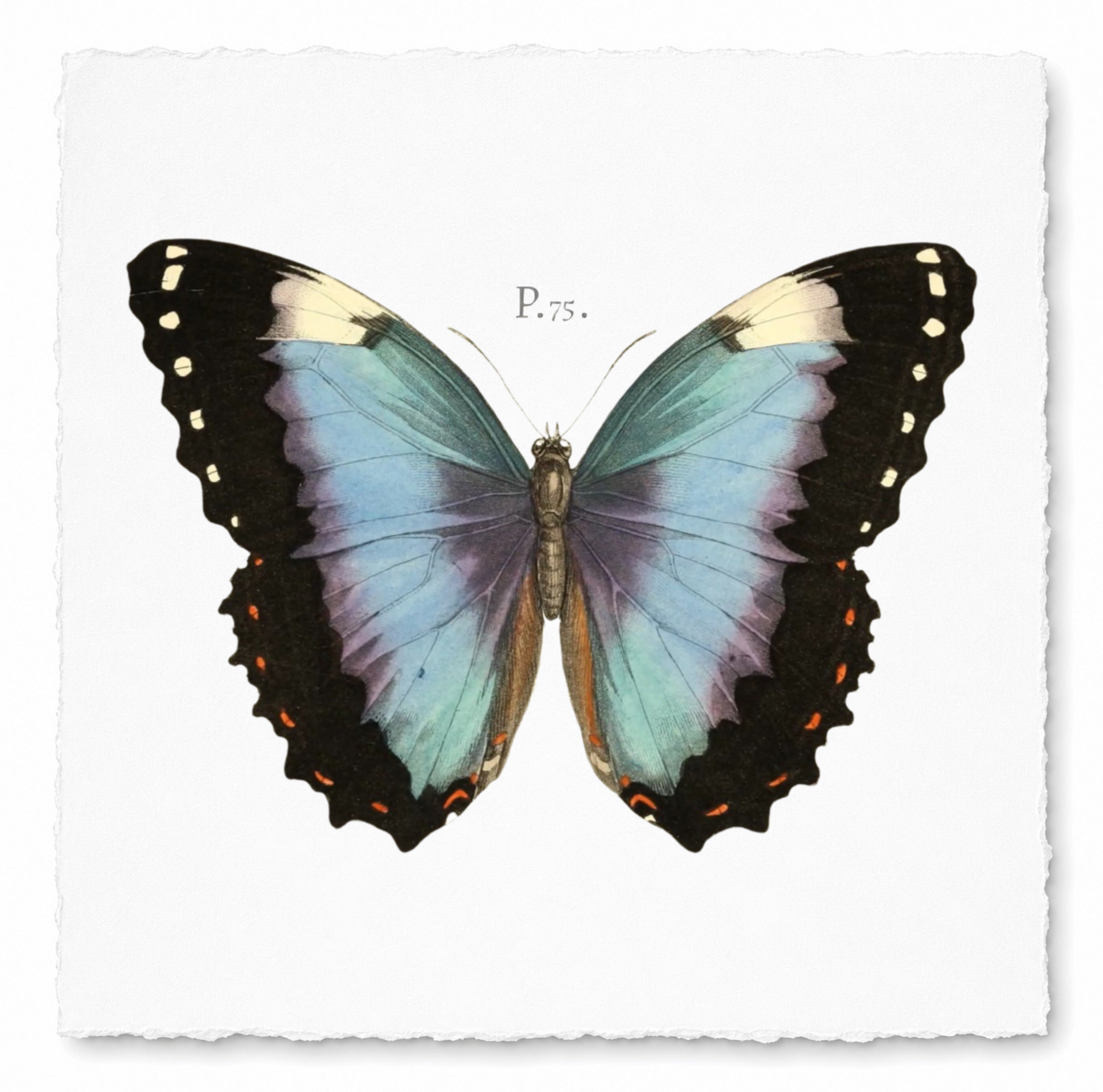 BUTTERFLY SERIES 12