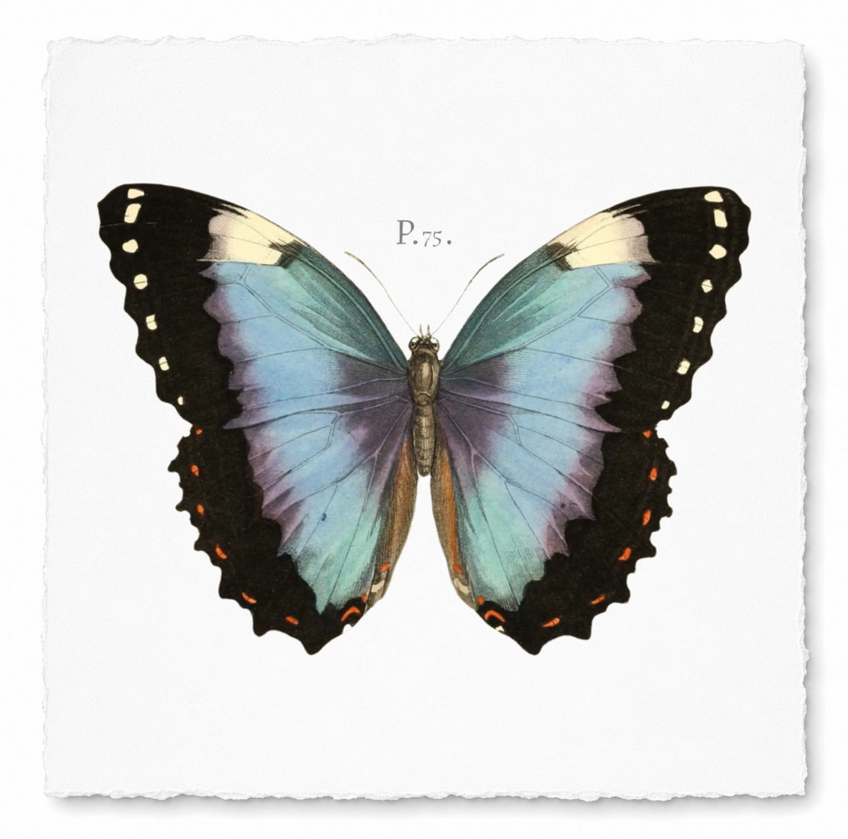 BUTTERFLY SERIES 12