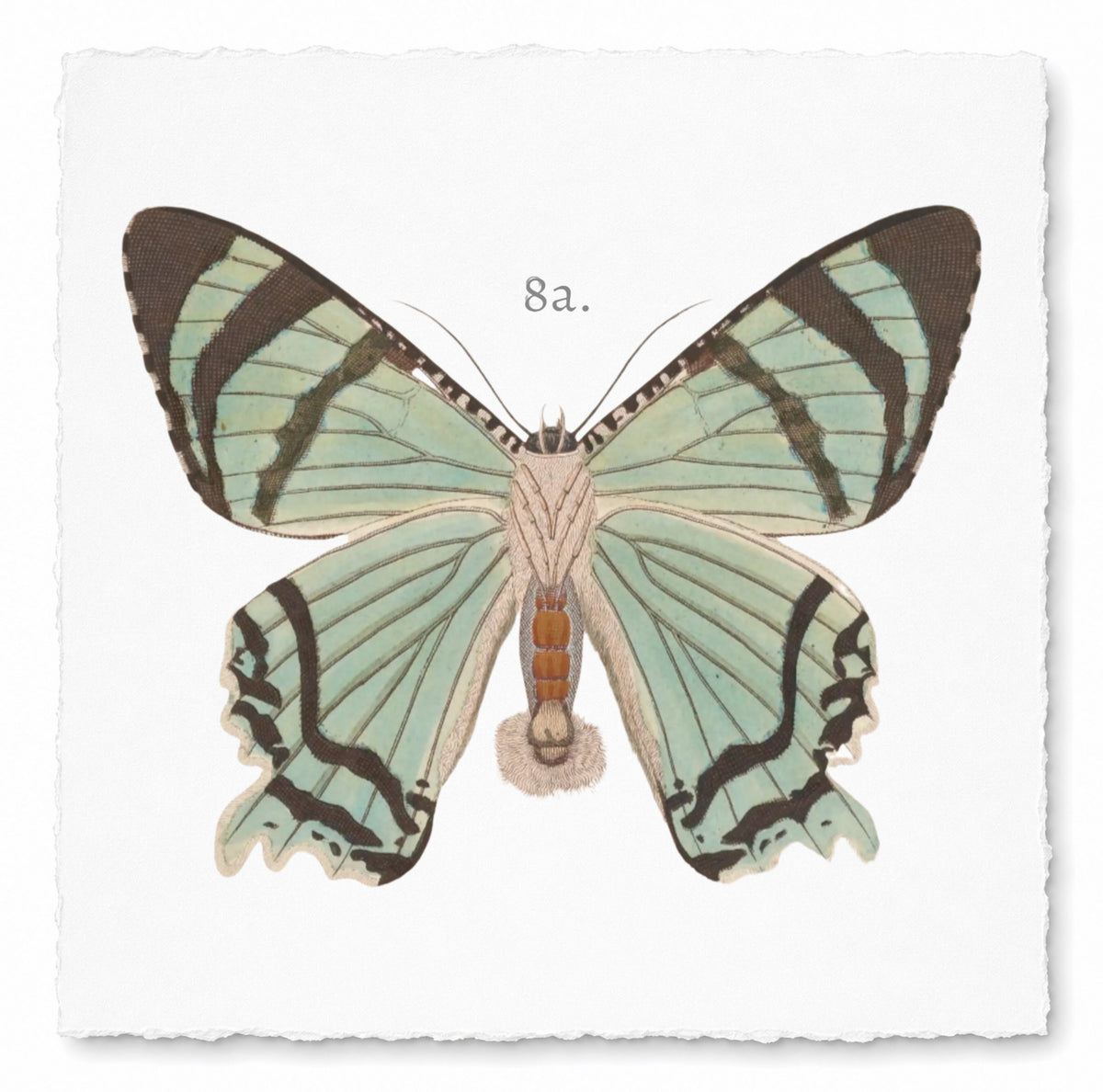 BUTTERFLY SERIES 13